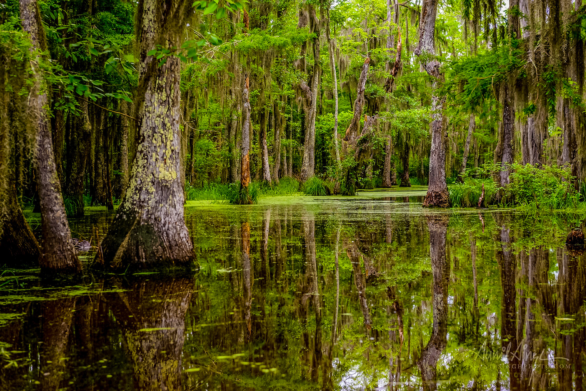 Honey Island Swamp, New Orleans, USA