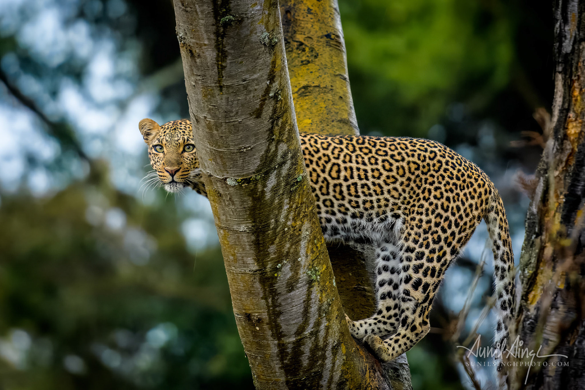 Female African Leopard, Ol Kinyei Conservancy, Kenya