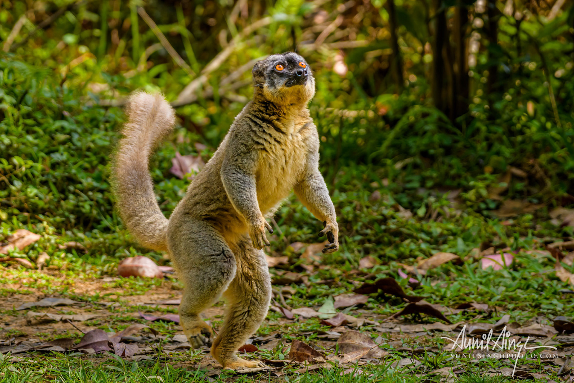 Brown lemur, Vakona Preserve , Madagascar
