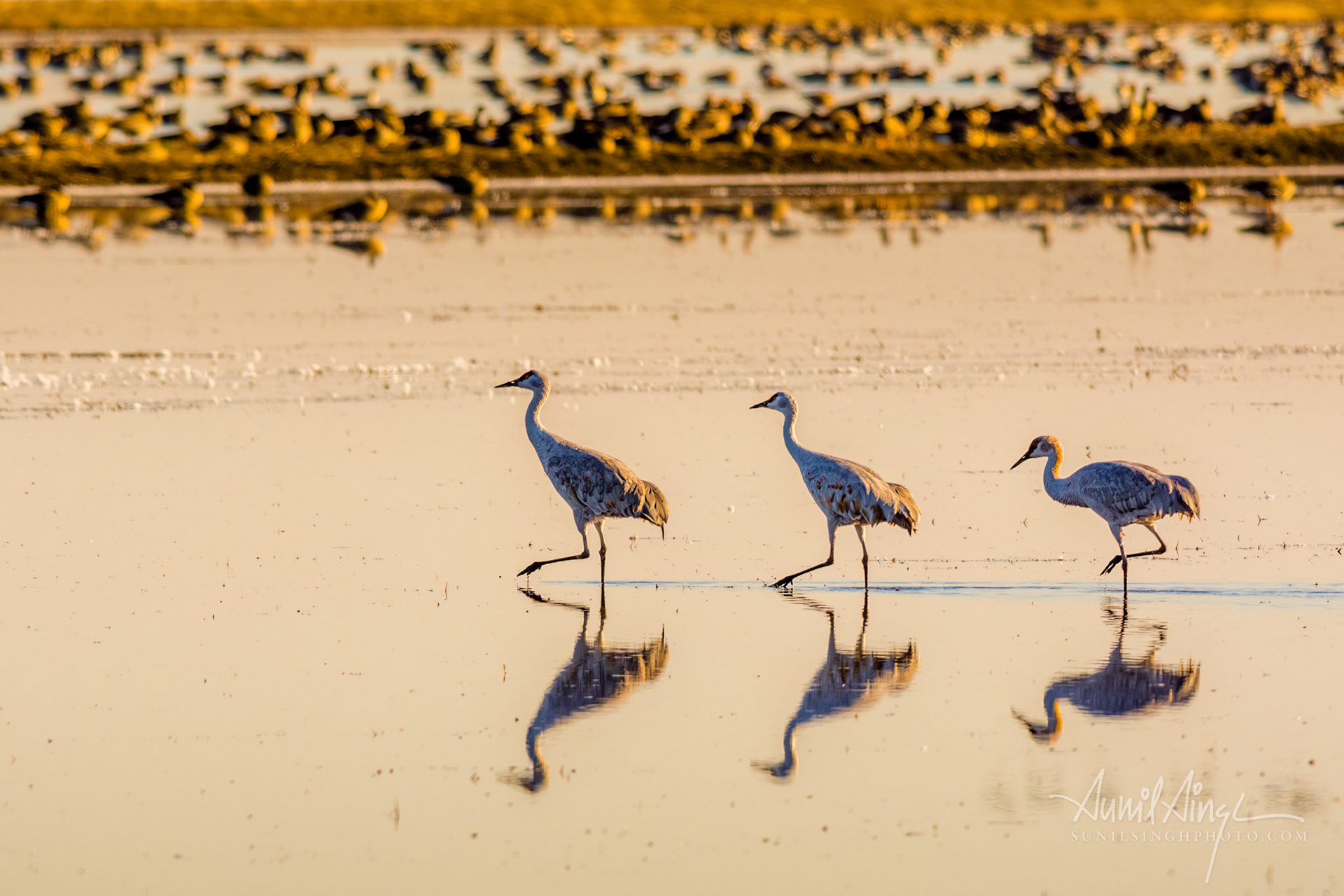 Sandhill Cranes (Antigone canadensis), Woodbridge Ecological Reserve, California. USA