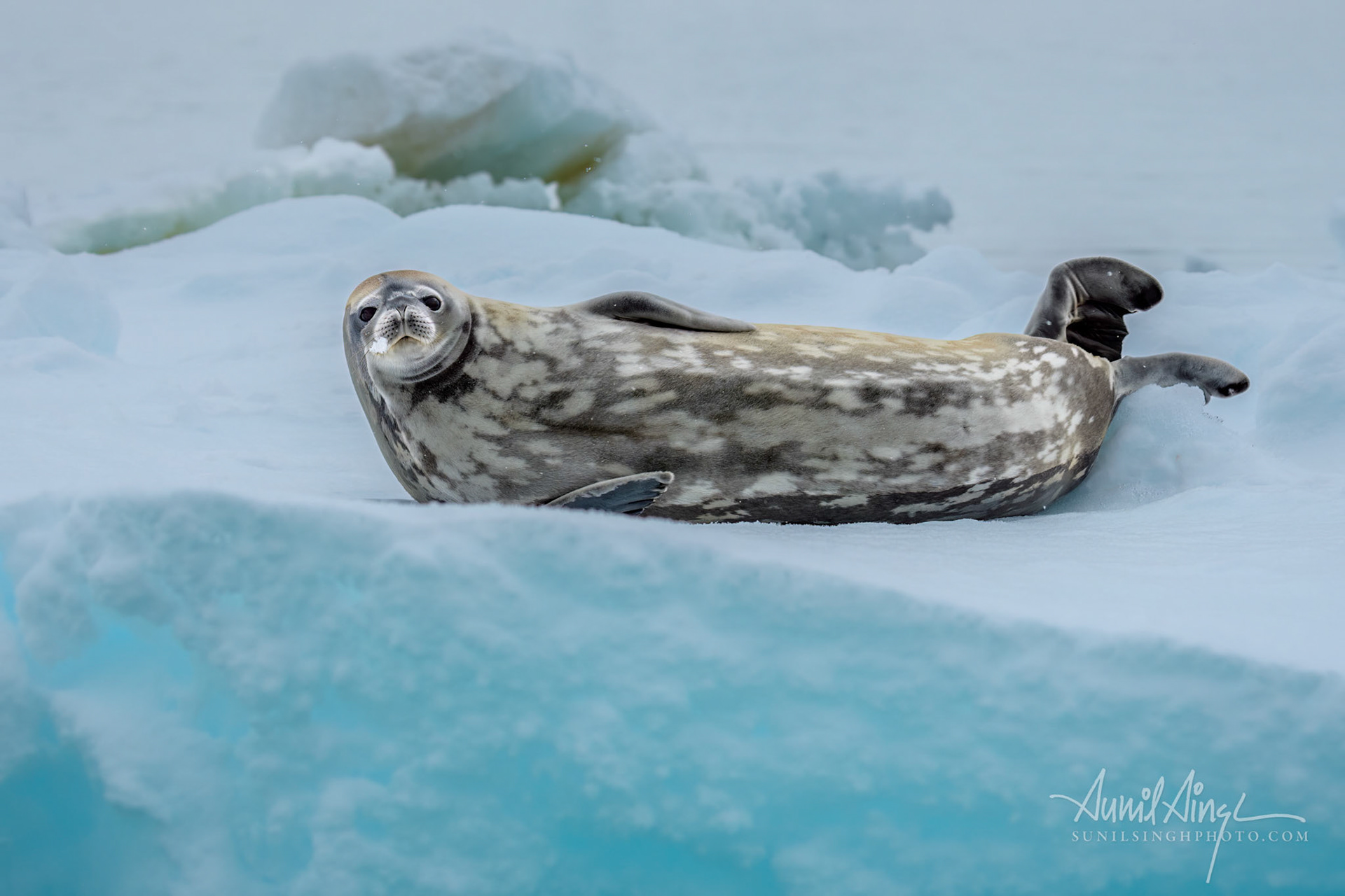 Weddell Seal, Antarctic Sound, Antarctica