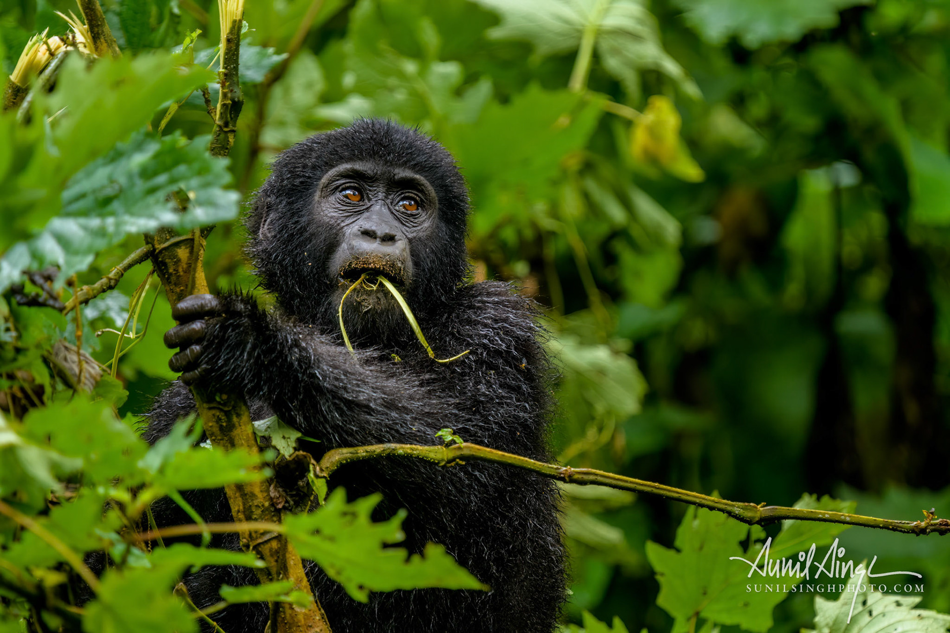 Mountain gorilla, juvenile, Bwindi Impenetrable National Park, Uganda