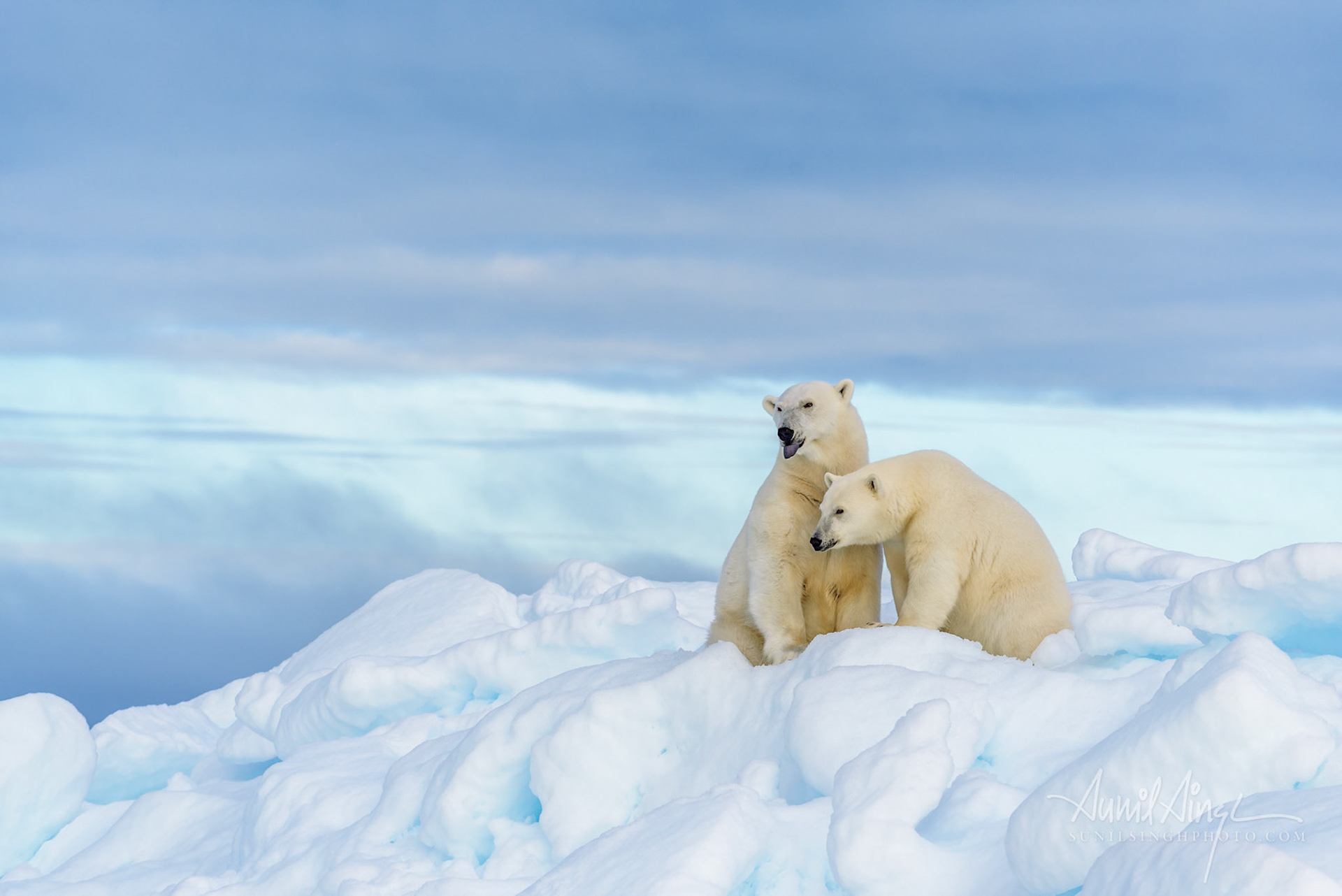 Polar Bear mother and daughter, Svalbard, Norway