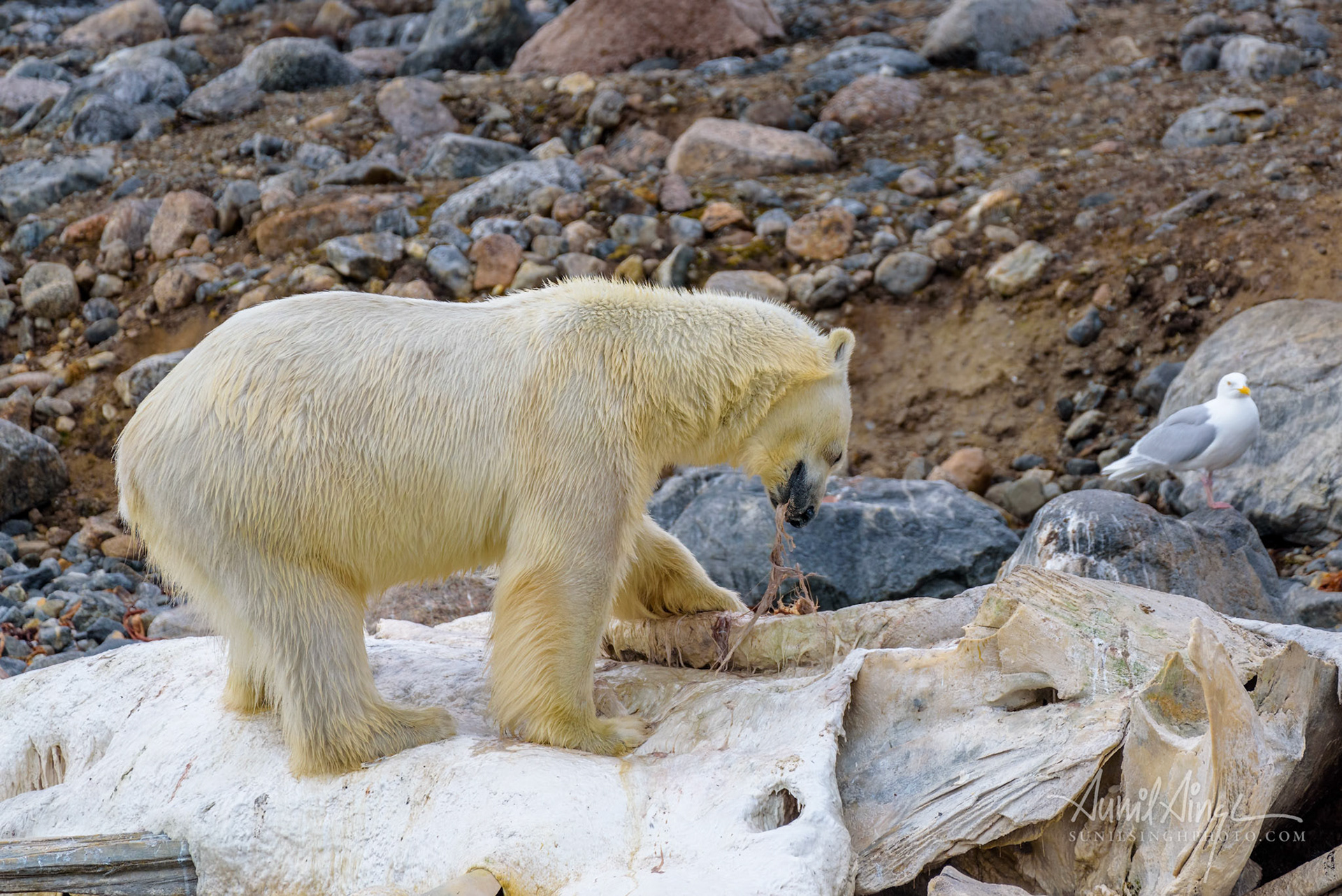 Polar Bear, Svalbard, Norway
