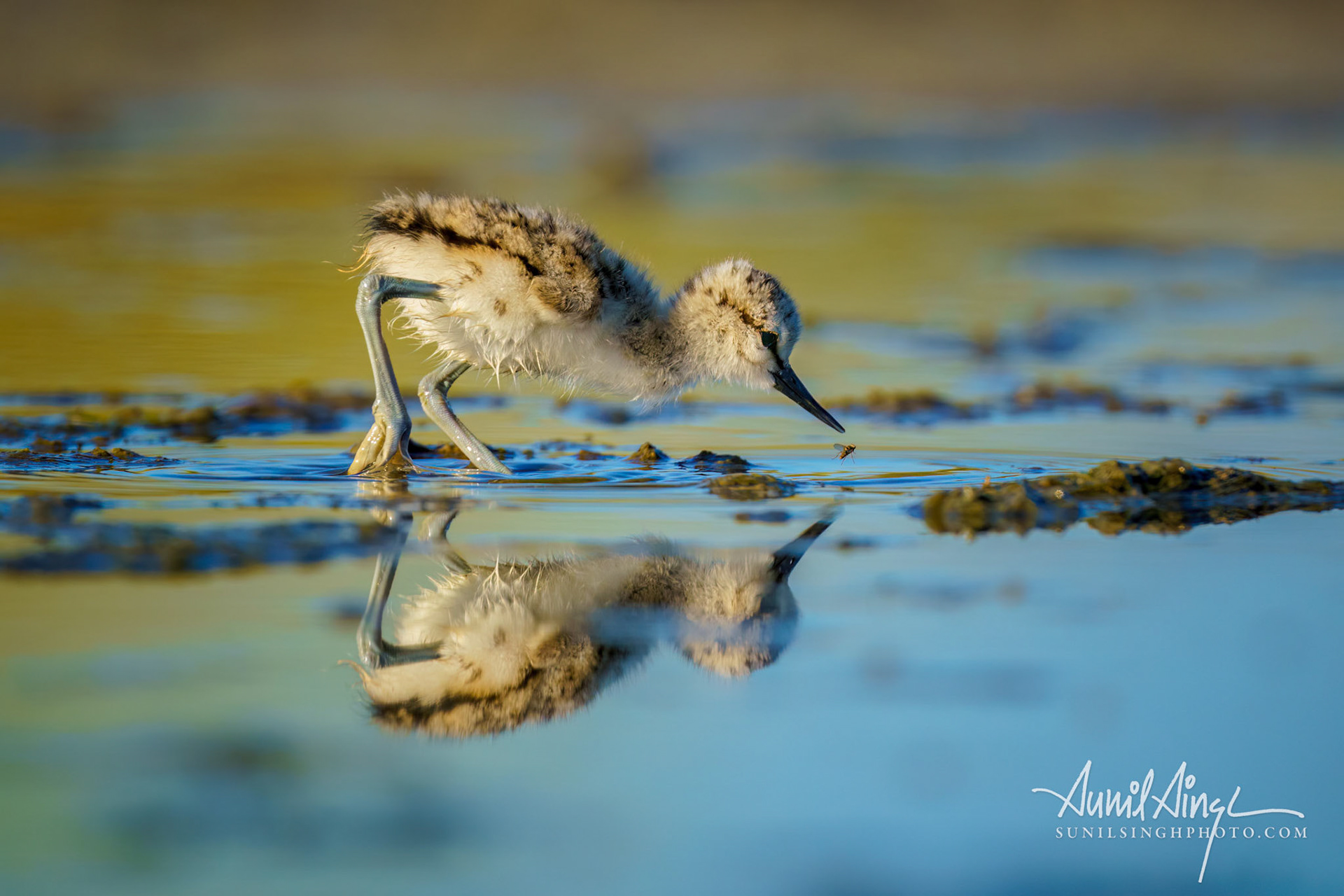 American avocet (Recurvirostra americana) - chick, Don Edwards San Francisco Bay National Wildlife Refuge