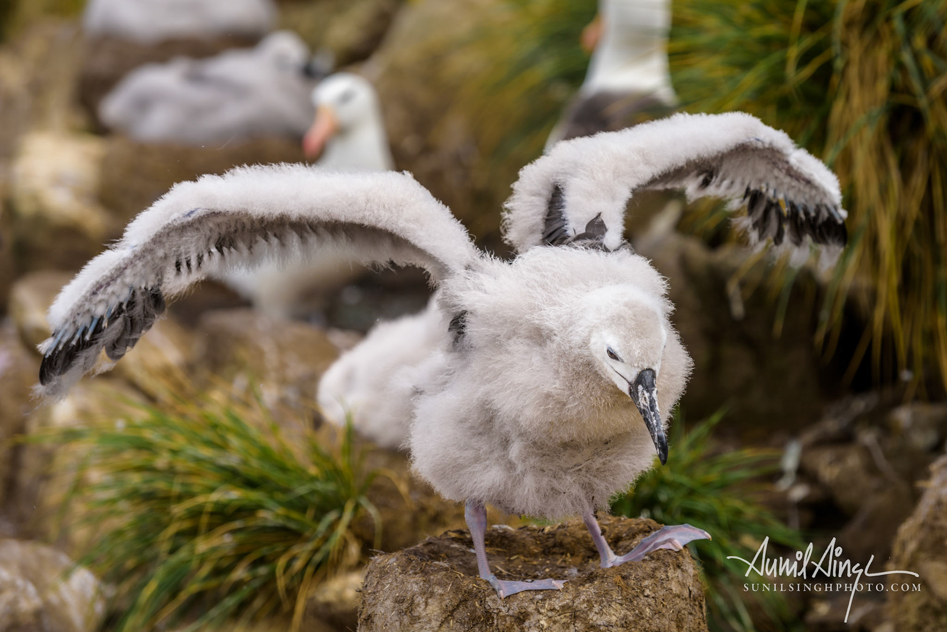 Black-browed albatross (Thalassarche melanophris) chick, West Point Island, Falkland Island