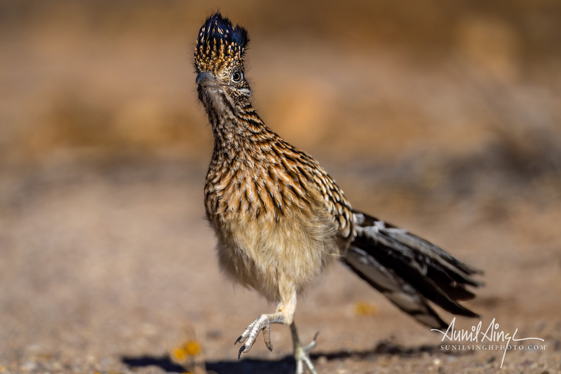 Greater roadrunner (Geococcyx californianus), Rio Grande Valley State Park, Albuquerque, NM, USA