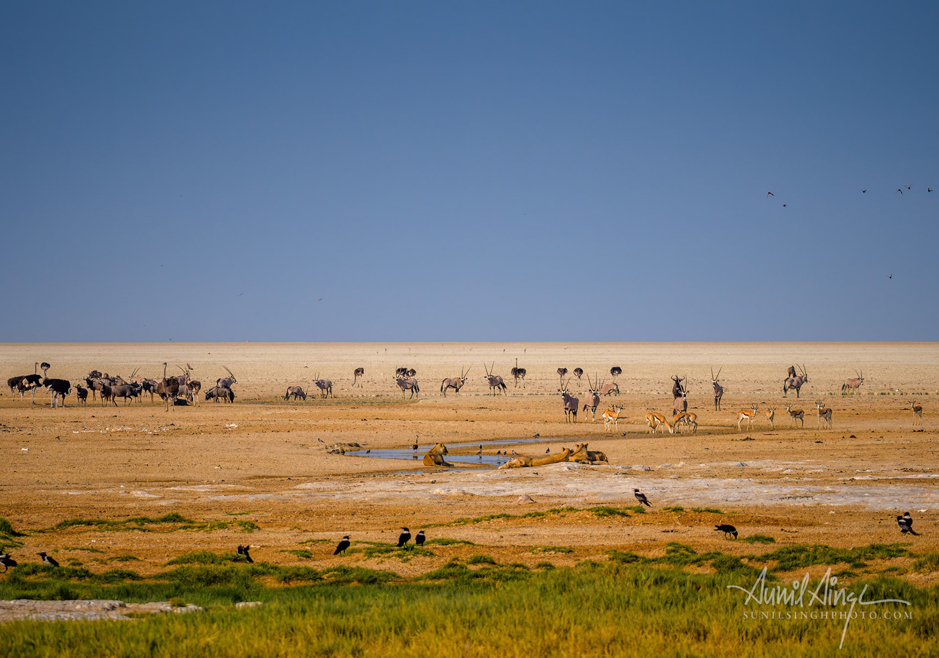 Etosha, Namibia