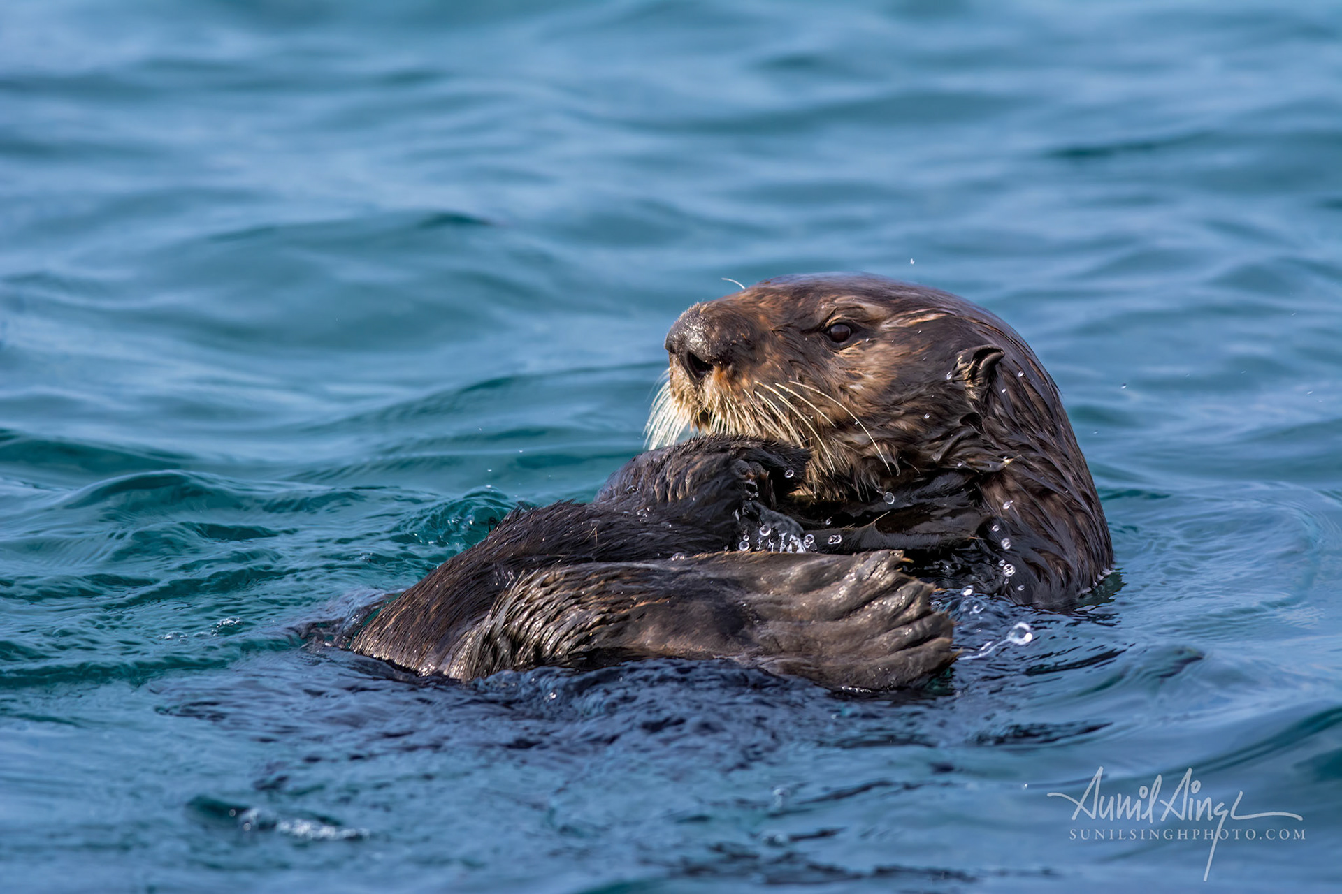 Sea Otter, Moss Landing, CA, USA