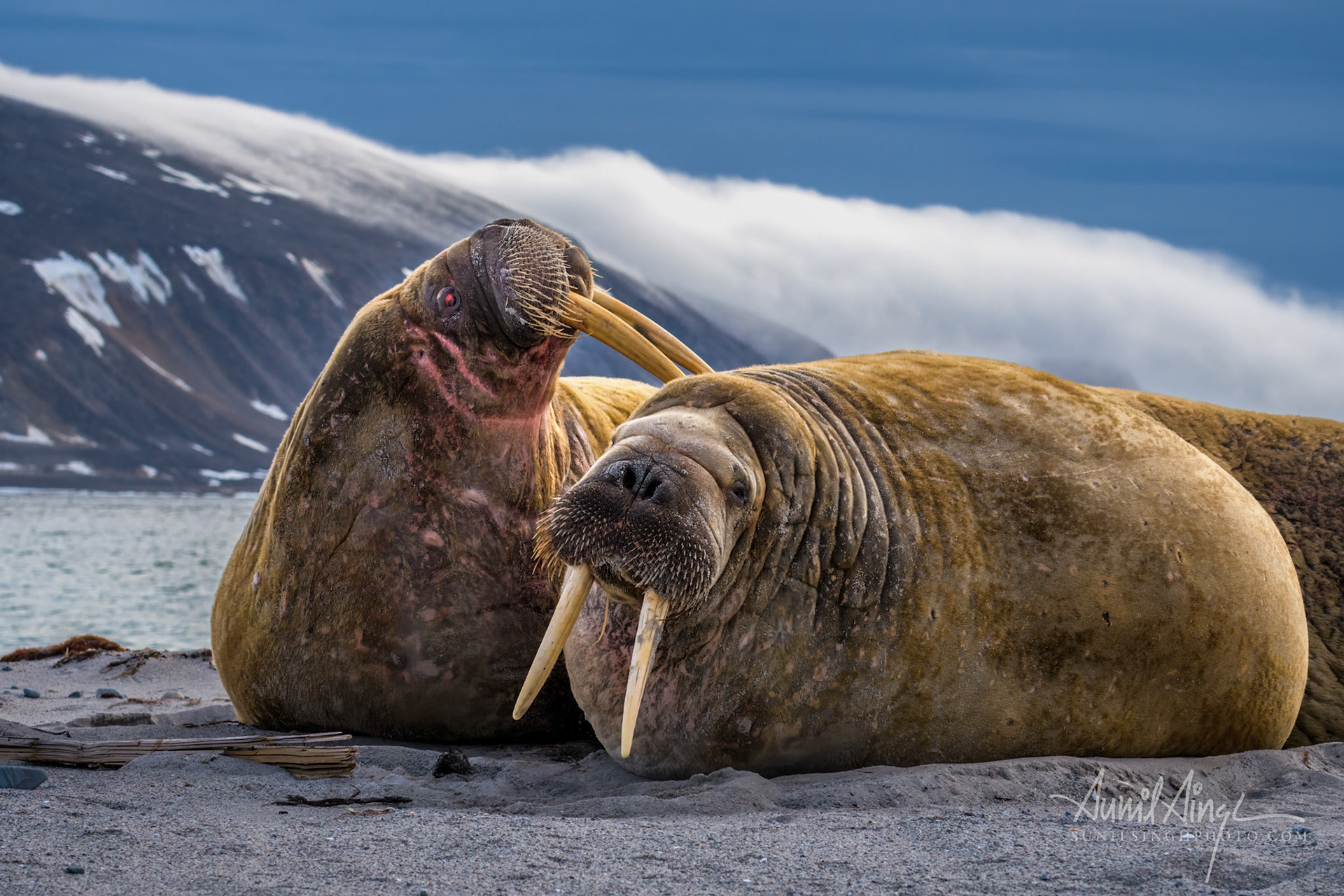 Walrus, Seven Islands, Svalbard