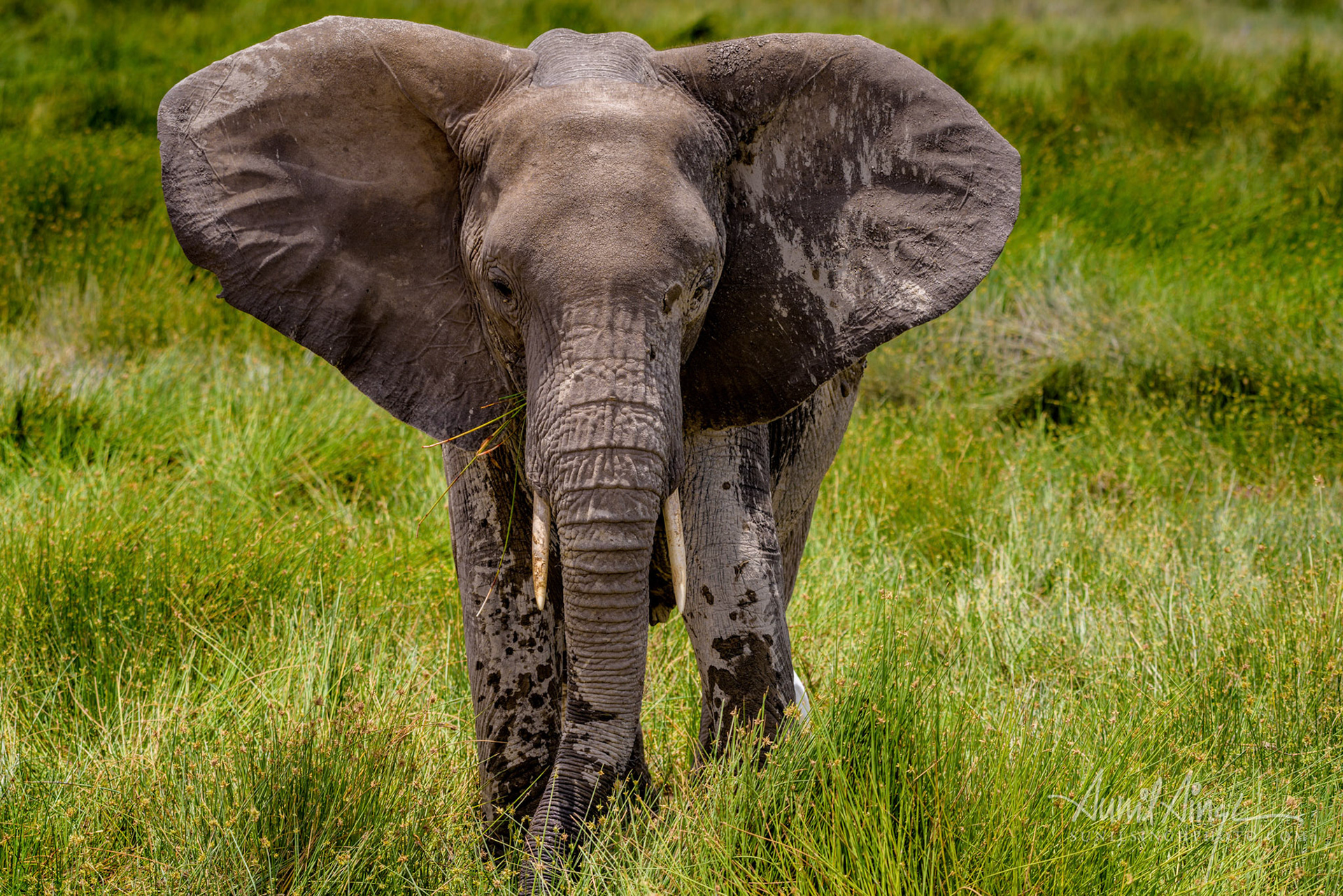 African elephant, Amboseli National park, Kenya