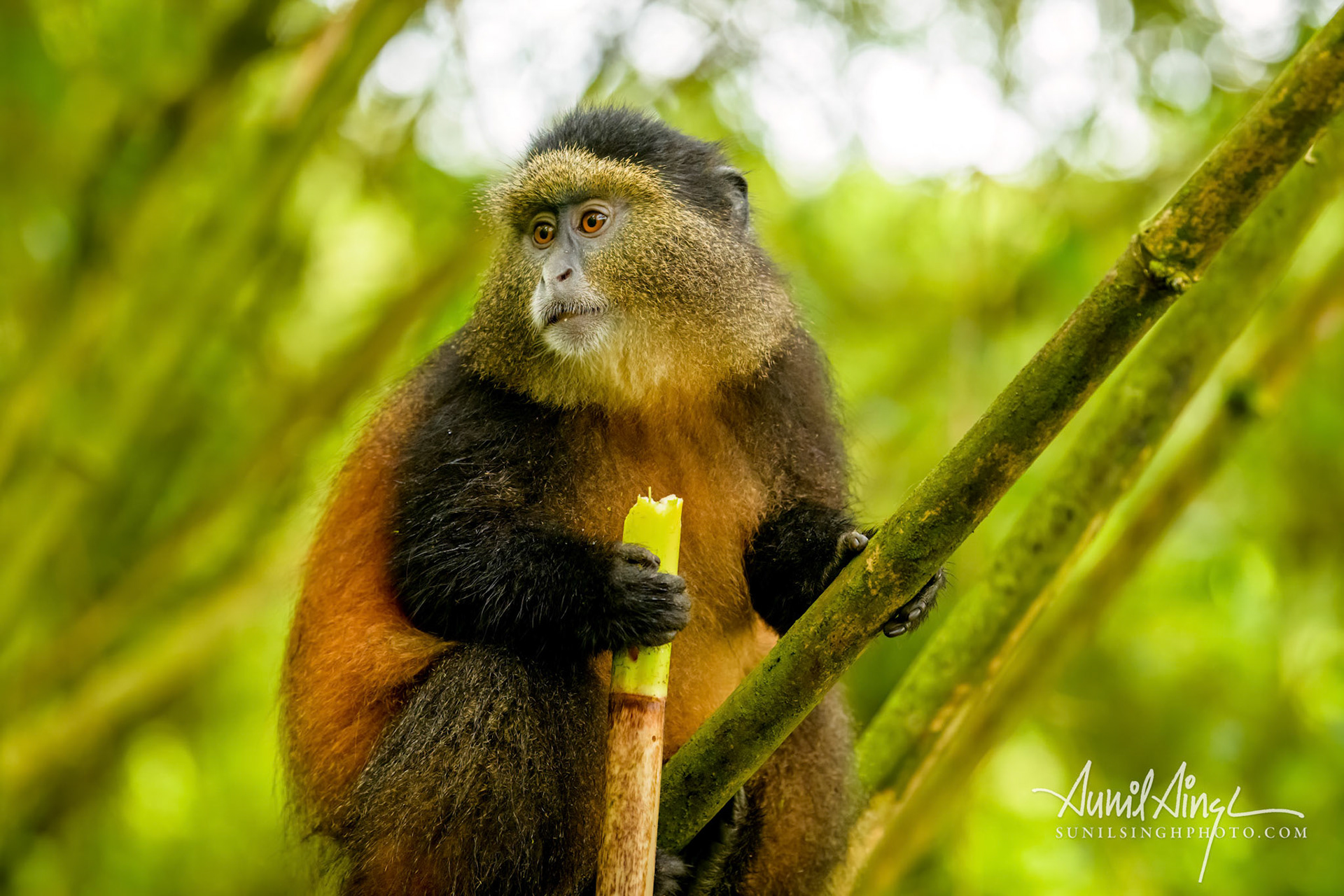 Golden Monkey, Volcanoes National Park, Rwanda