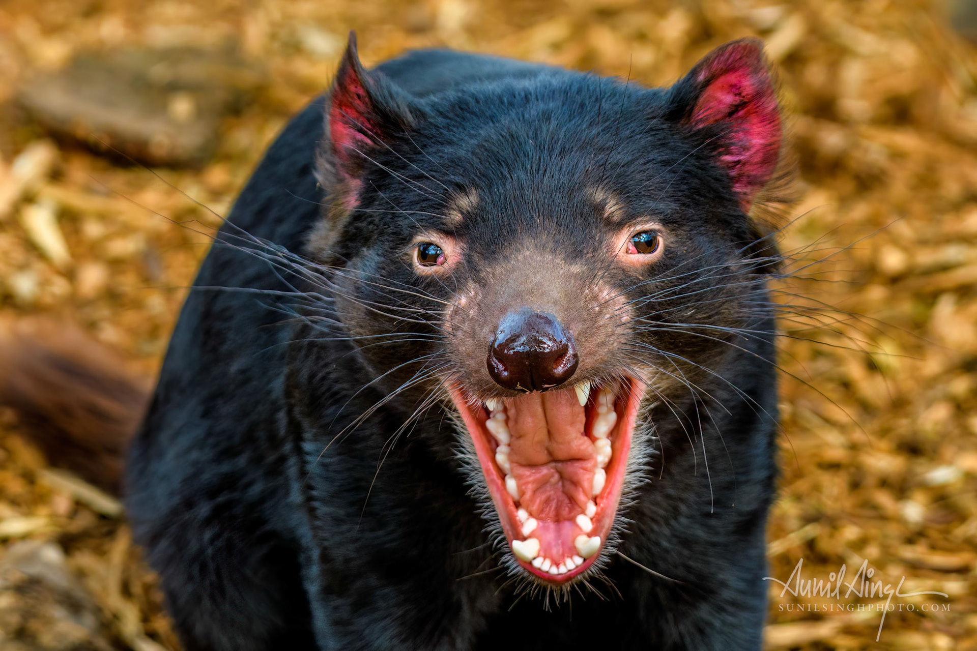 Tasmanian Devil, Tasmania, Australia