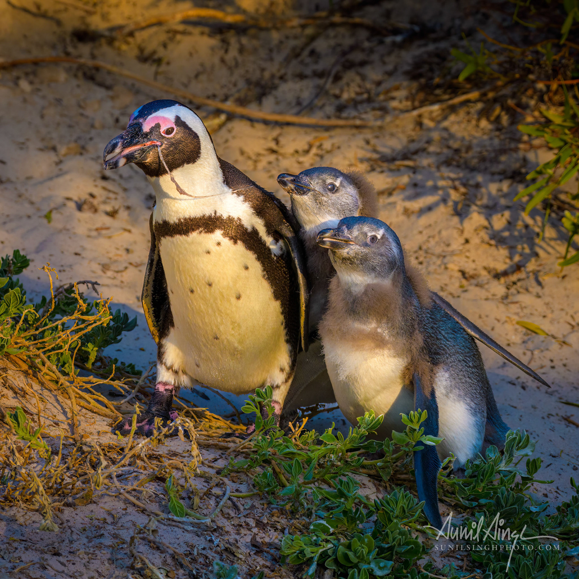 African penguin (Spheniscus demersus), Boulders Beach near Simon’s Town, Cape Town, South Africa