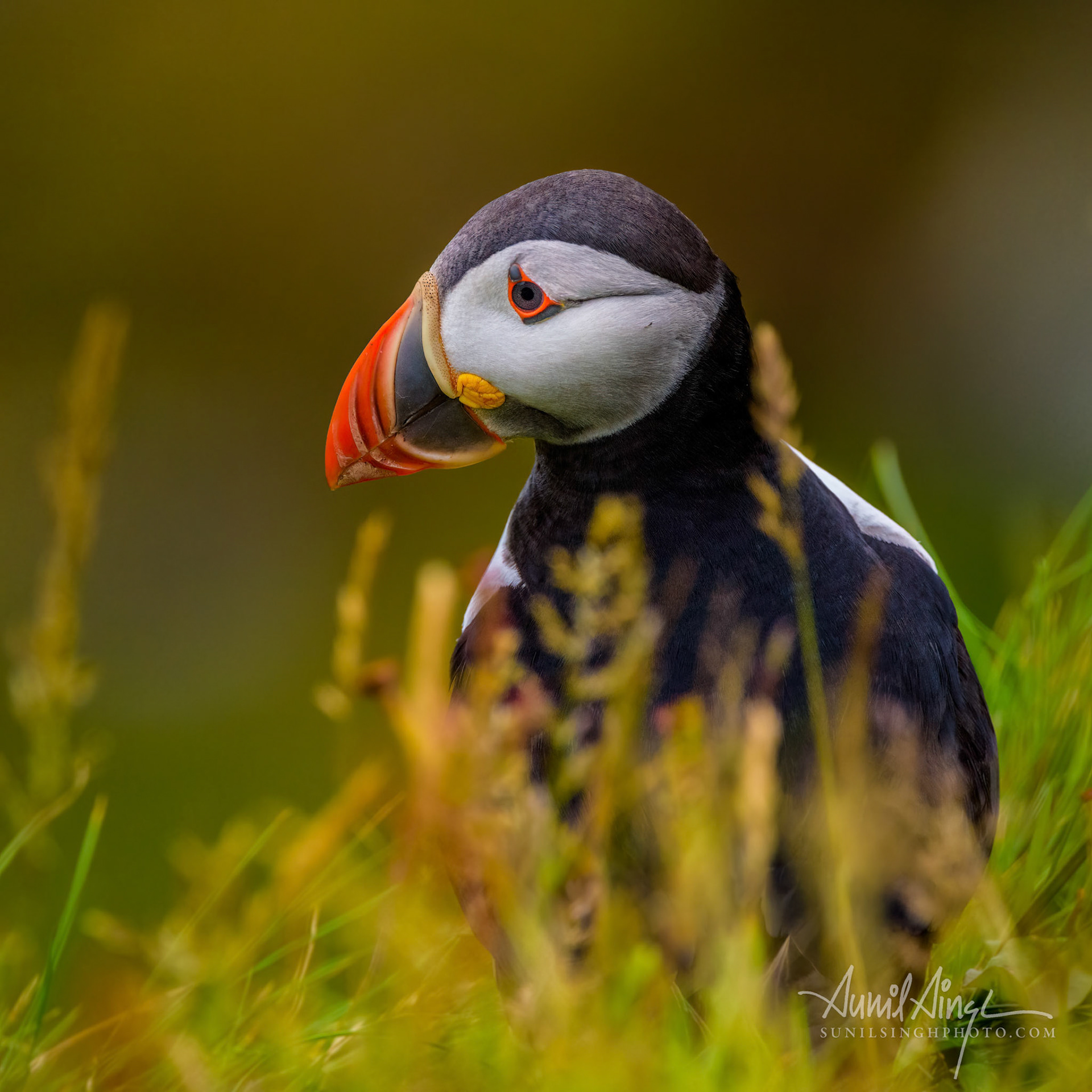 Atlantic Puffin, Sumburgh Head Nature Reserve, Shetland