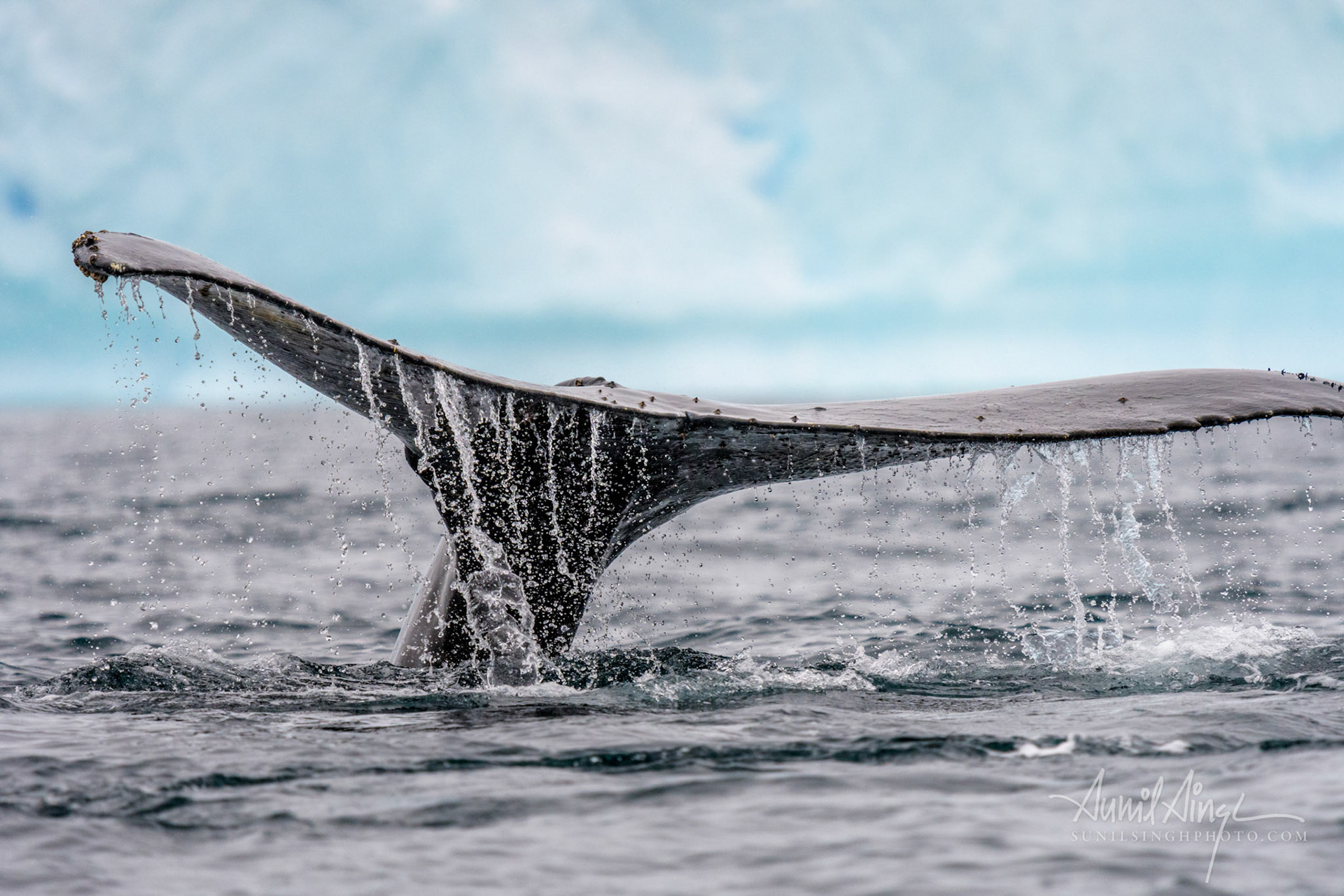 Humpback Whale, Wilhelminia Bay, Antarctica