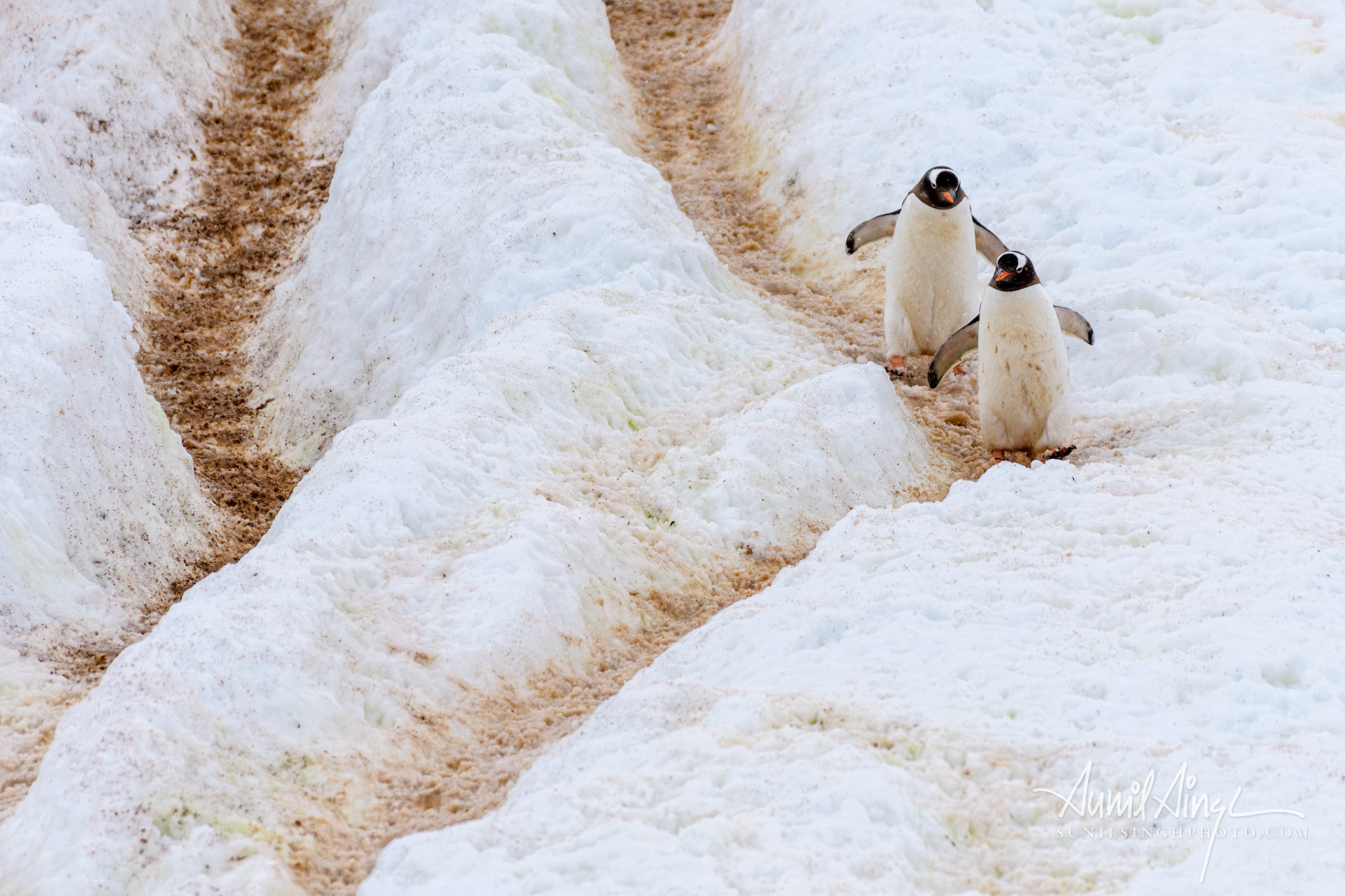 Gentoo penguin (Pygoscelis papua) walking down the prnguin highway, Cuverville Island, Antarctica