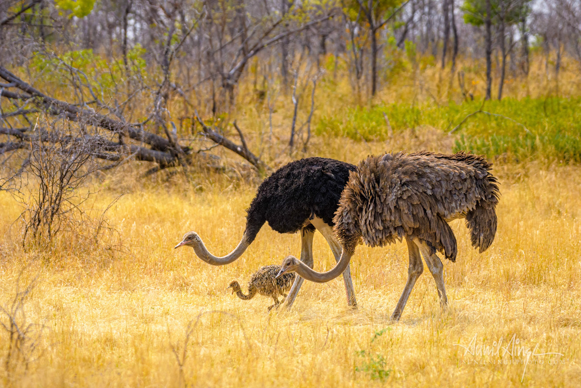 South African ostrichs with chick (Struthio camelus australis), Mahango Game Reserve / Bwabwata National Park, Namibia