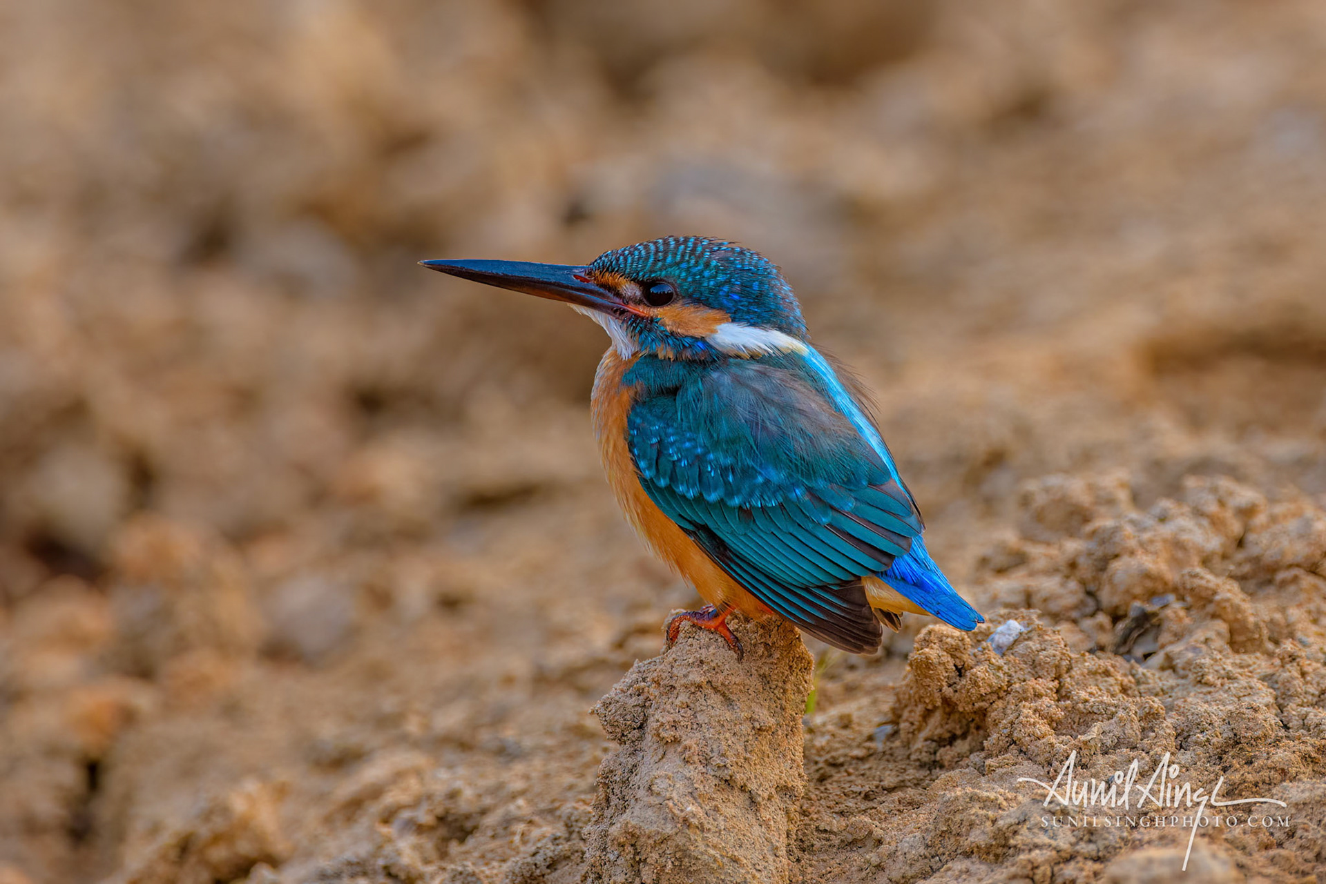 Common kingfisher (Alcedo atthis), Kanha Tiger Reserve, Madhya Pradesh, India