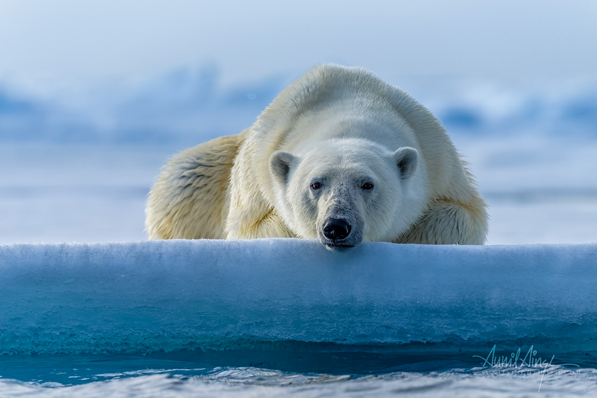 Polar Bear, Svalbard