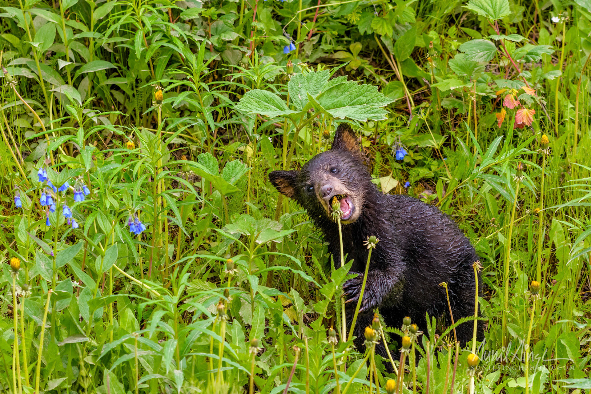 Black Bear. Anchorage, Alaska, USA