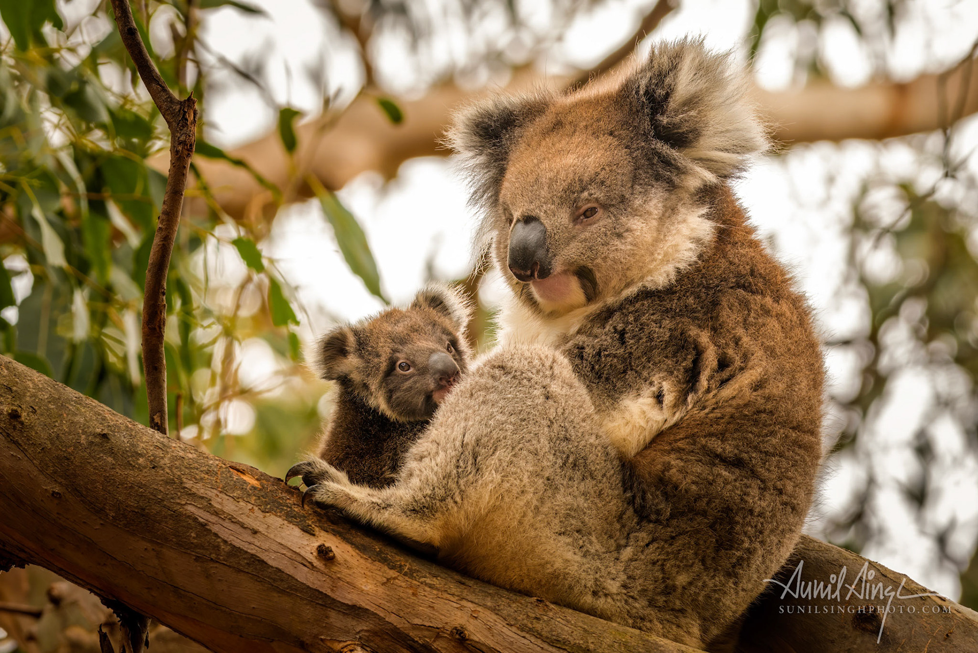 Koala, Hanson Bay Wildlife Sanctuary, Kangaroo Island, Australia