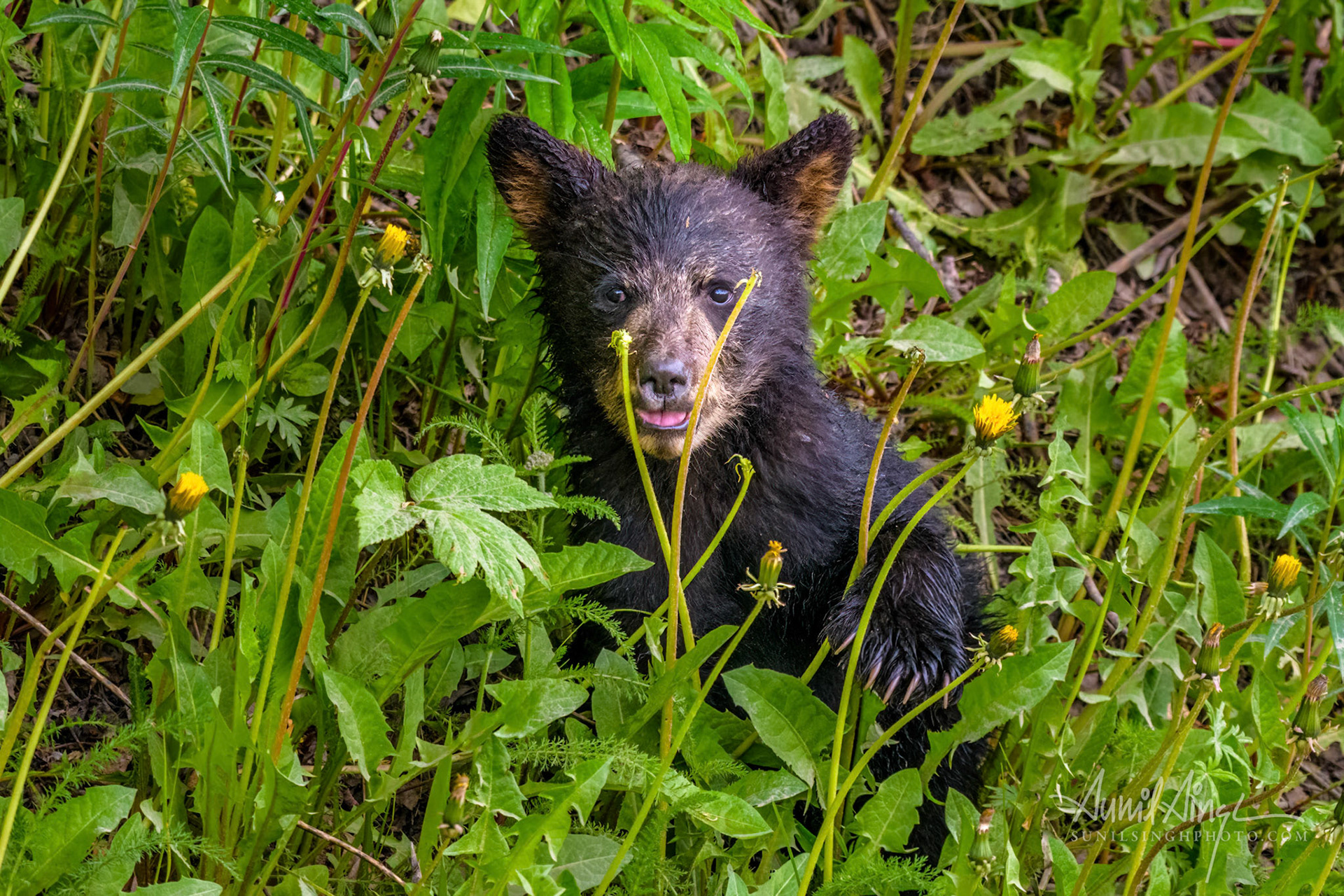 Black Bear, Anchorage, Alaska