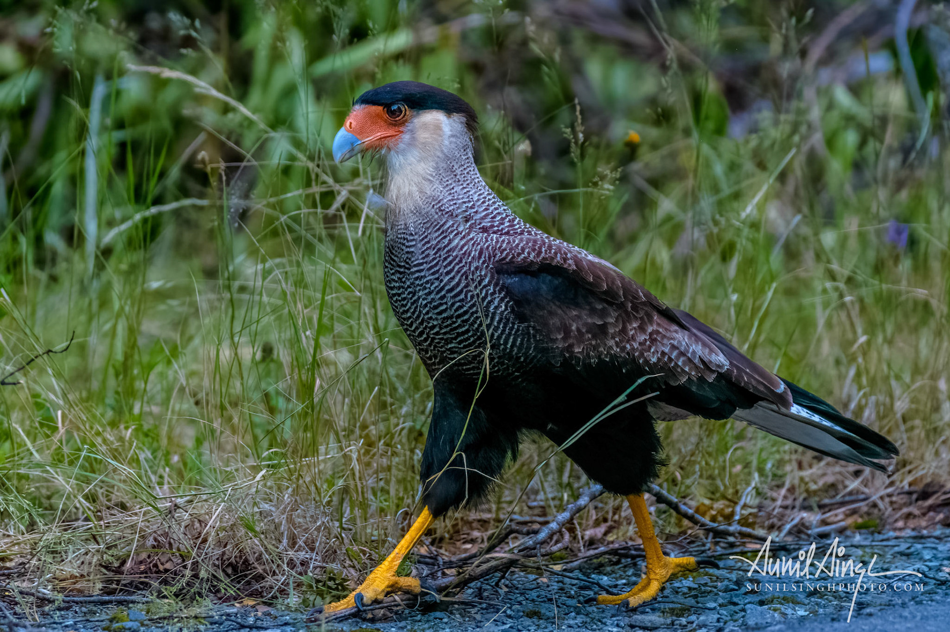 Crested caracara (Caracara plancus), Los Lagos, Lake District, Chile