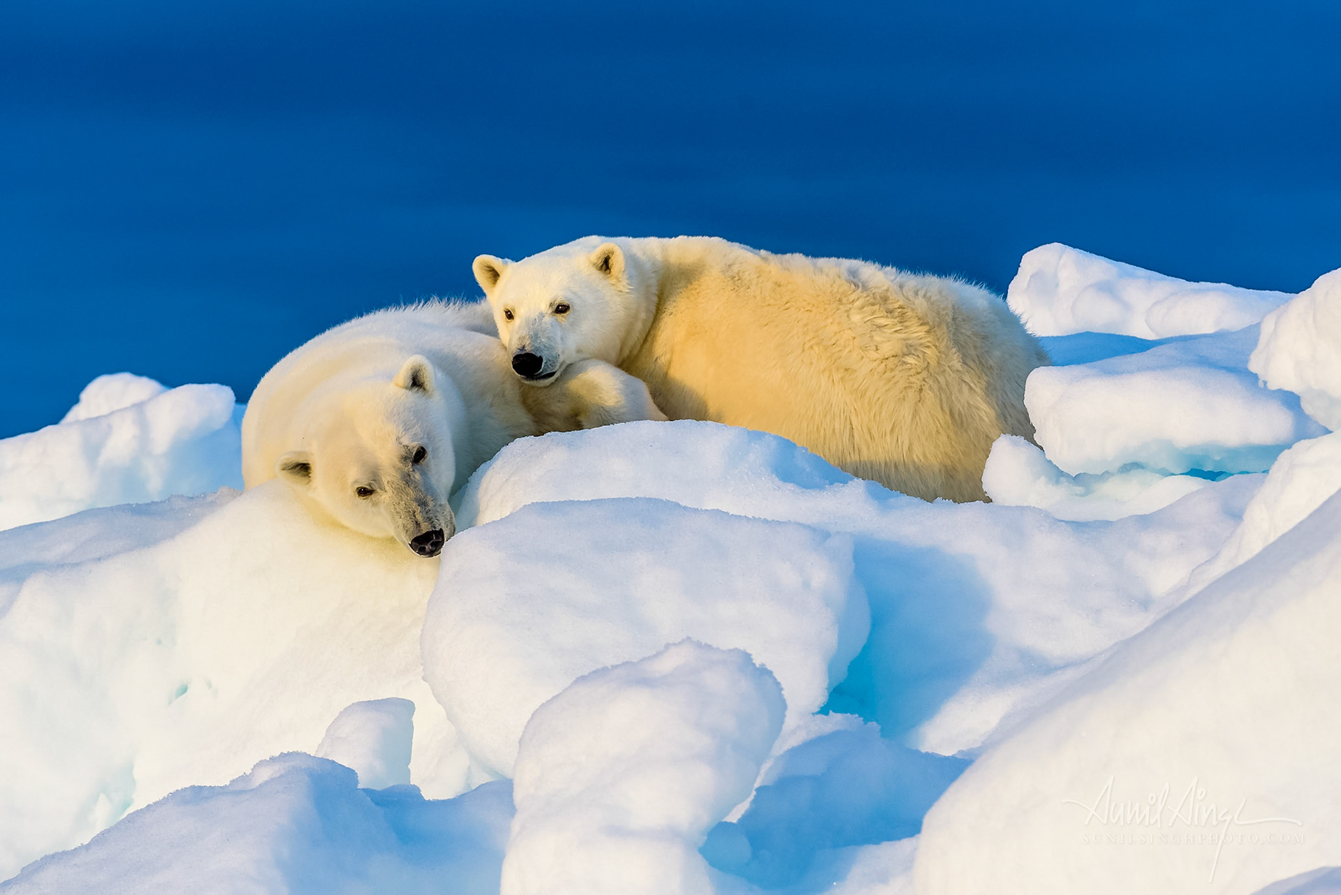 Polar Bear mother and cub, Svalbard