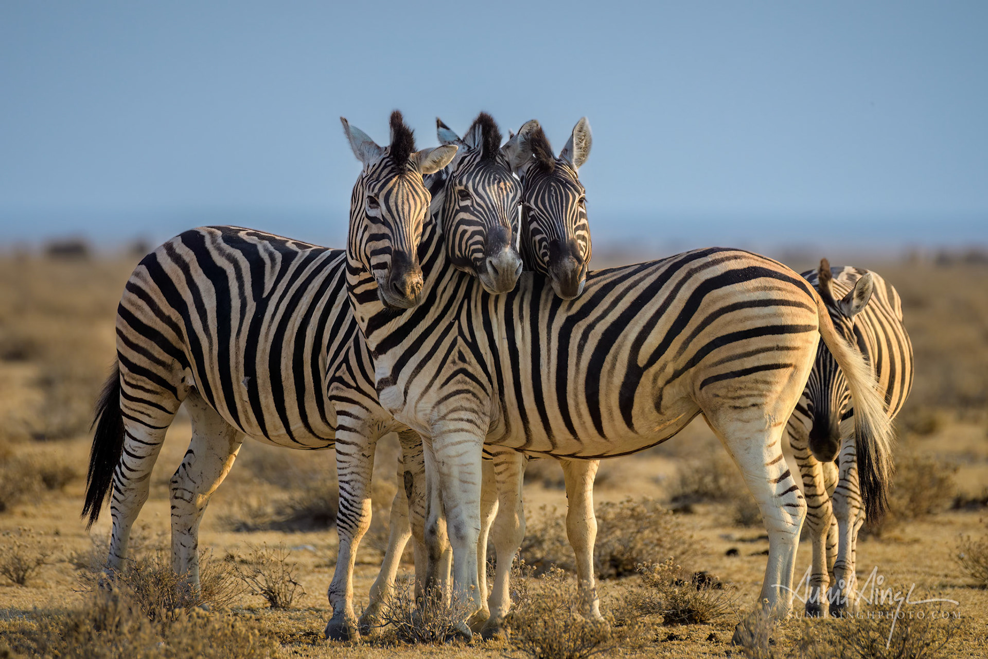 Burchell's zebras, Etosha National Park, Namibia