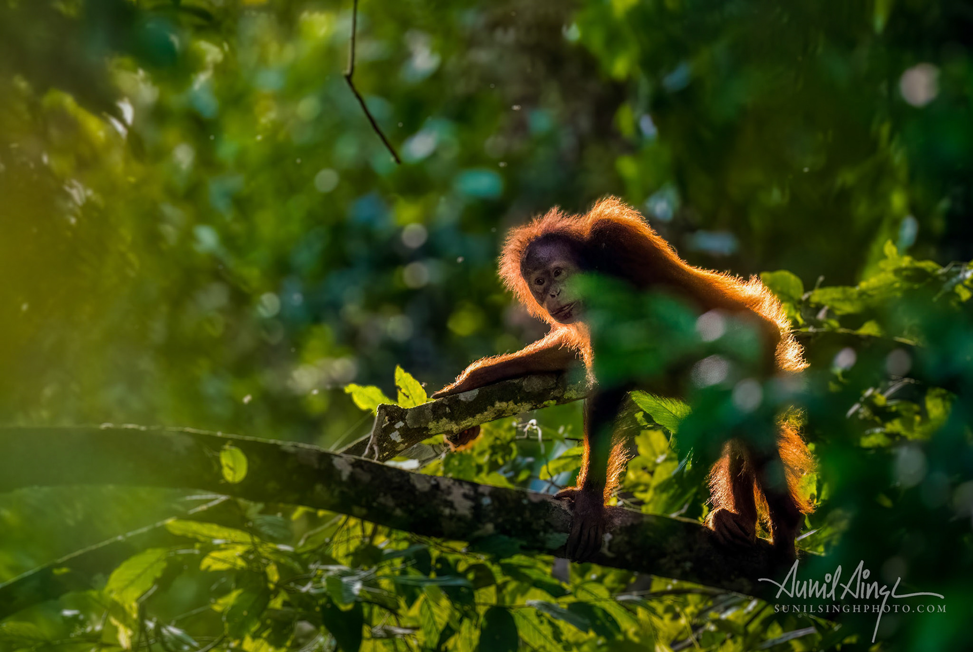 Deramakot, Borneo, Malaysia