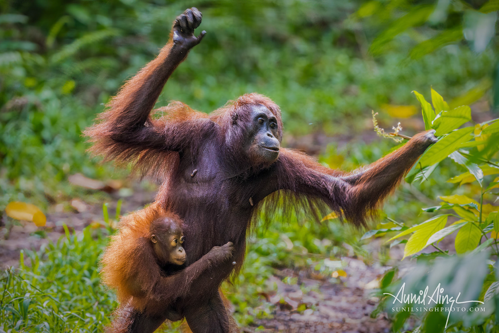 Orangutan, Tabin, Borneo, Malaysia