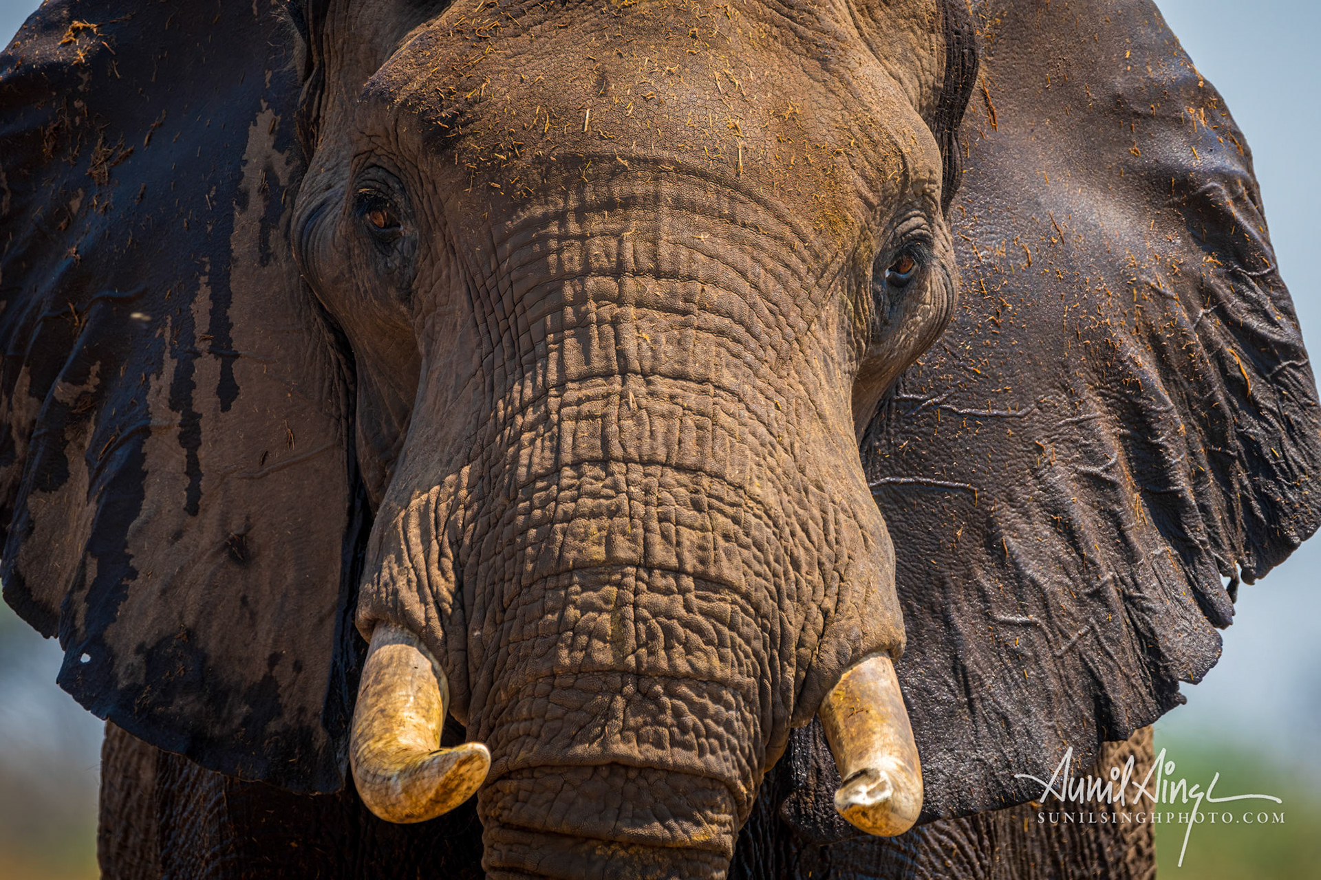 African Elephant, Savuti - Chobe National Park