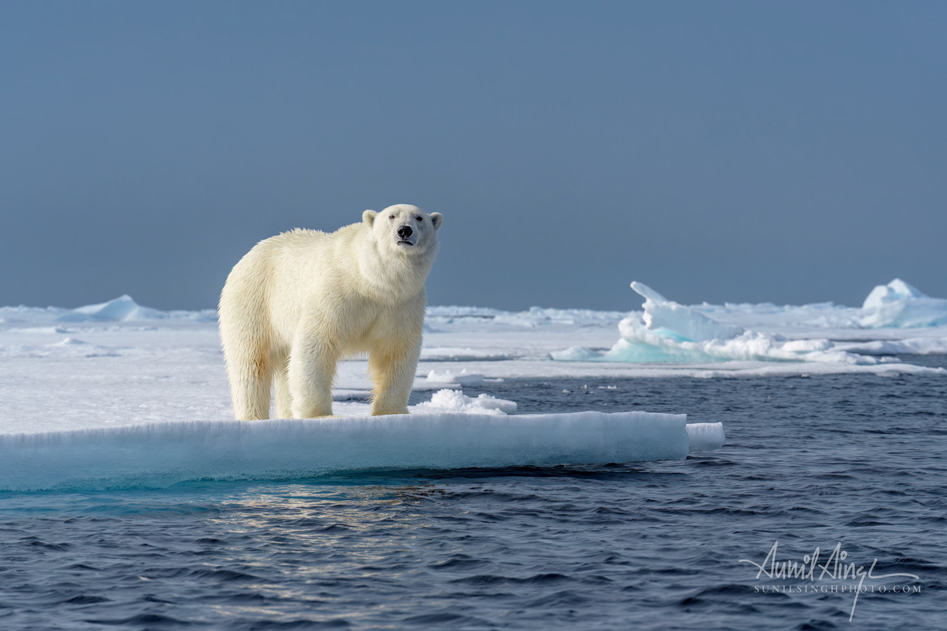 Polar Bear, Svalbard, Norway