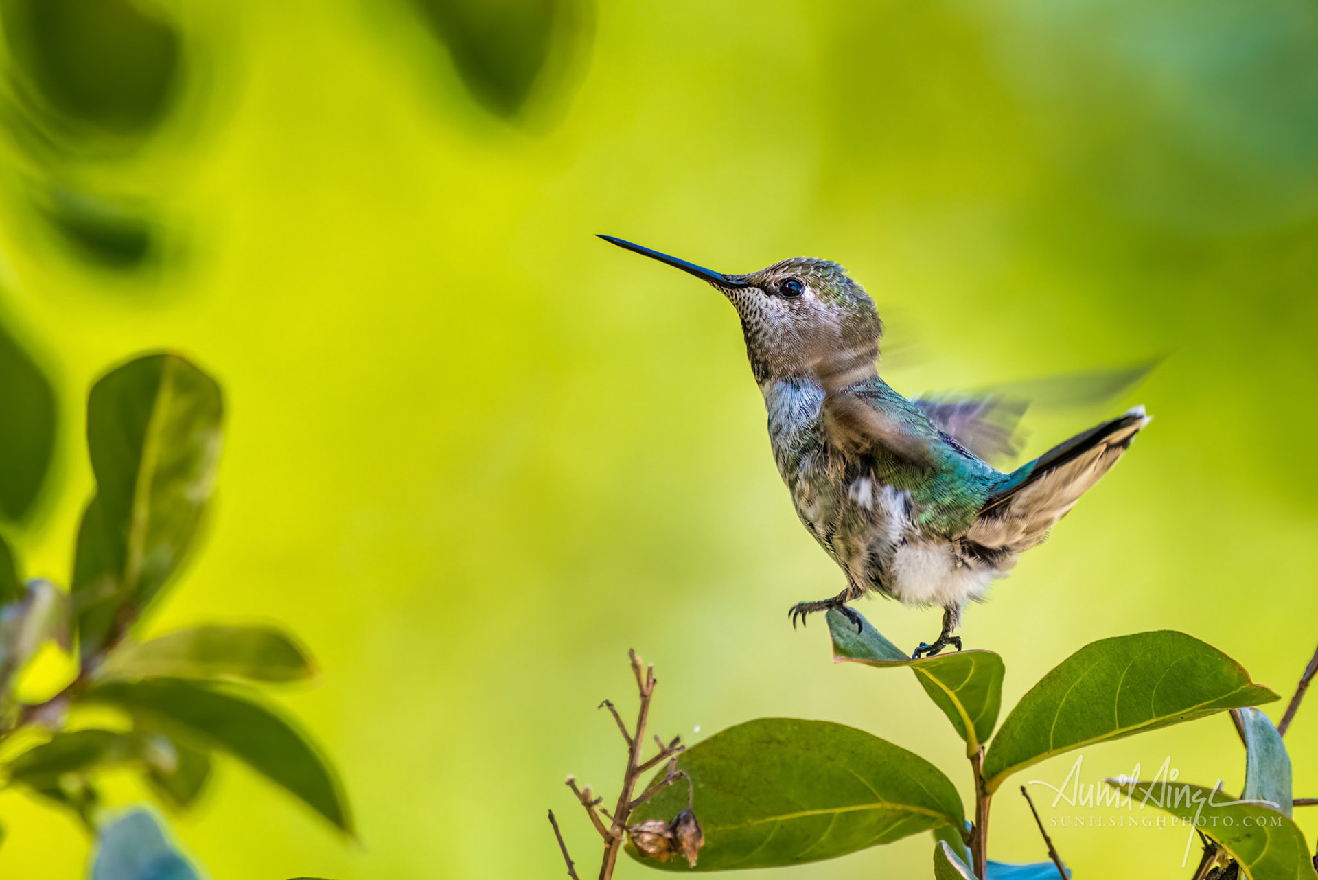 Broad-tailed Hummingbird, Walnut Creek, CA, USA