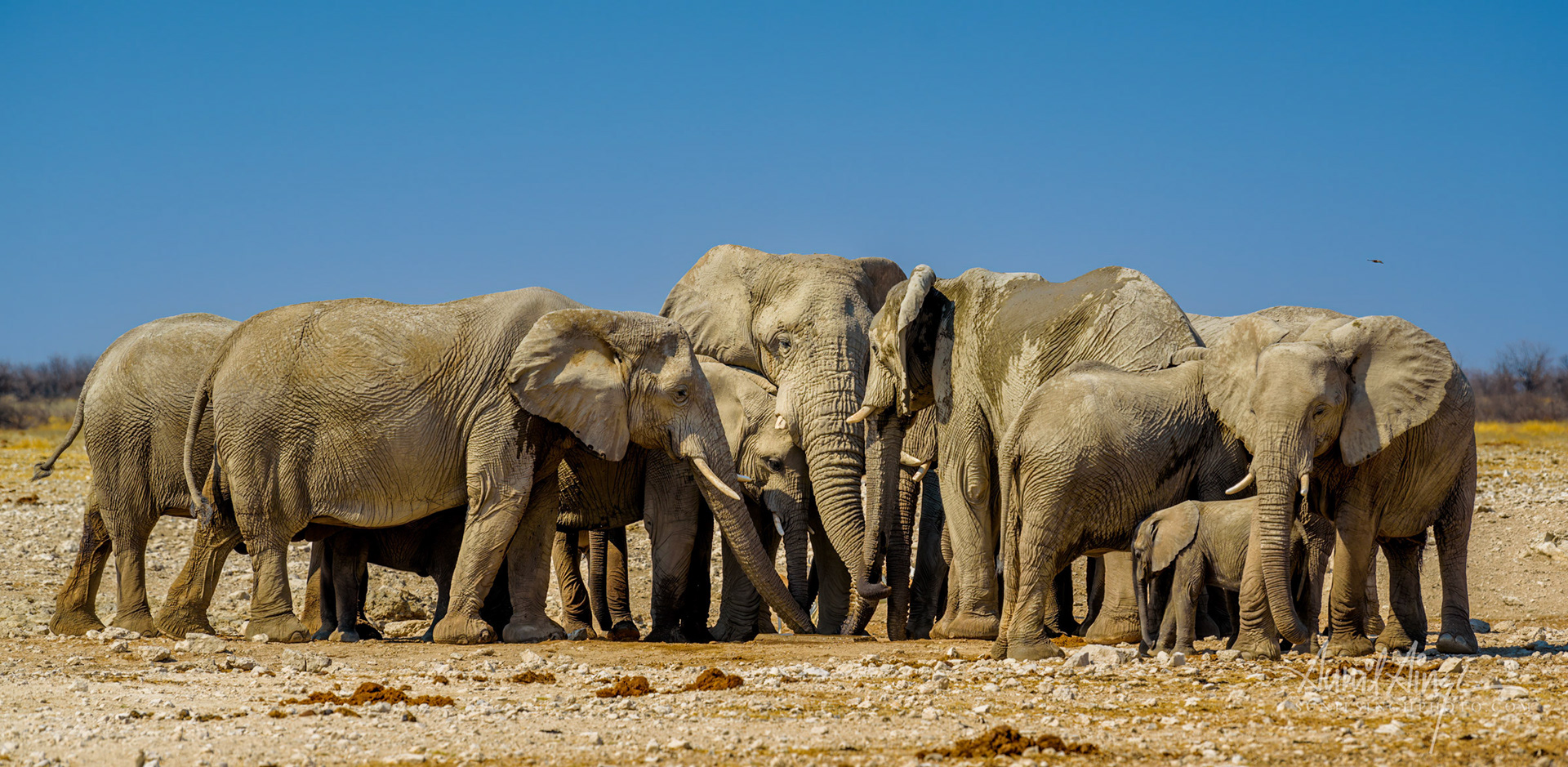 African Elephants, Etosha, Namibia