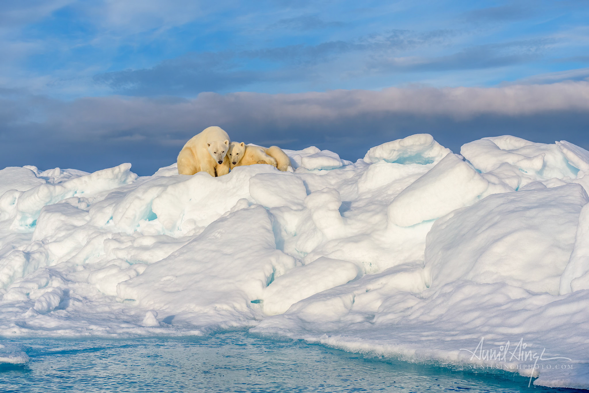 Polar Bear mother and daughter, Svalbard, Norway