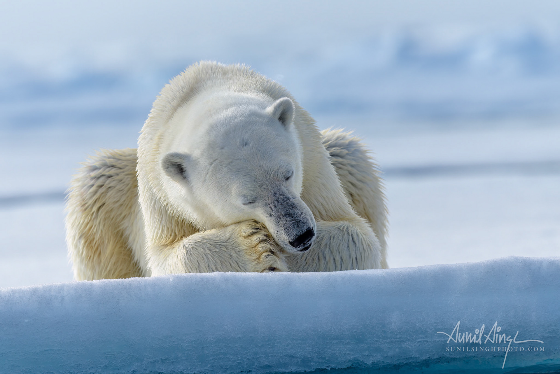 Polar Bear, Svalbard, Norway