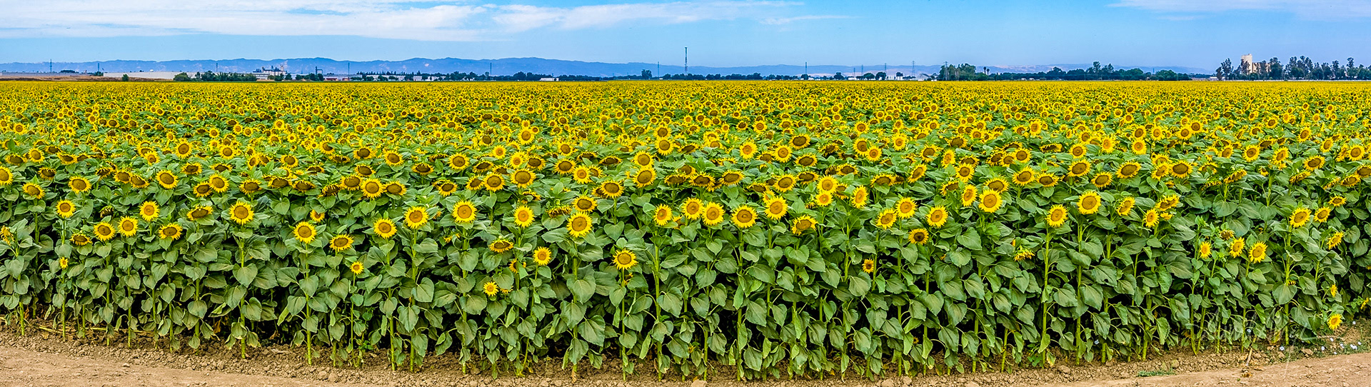 Sunflower Fields, Orovile, CA, USA