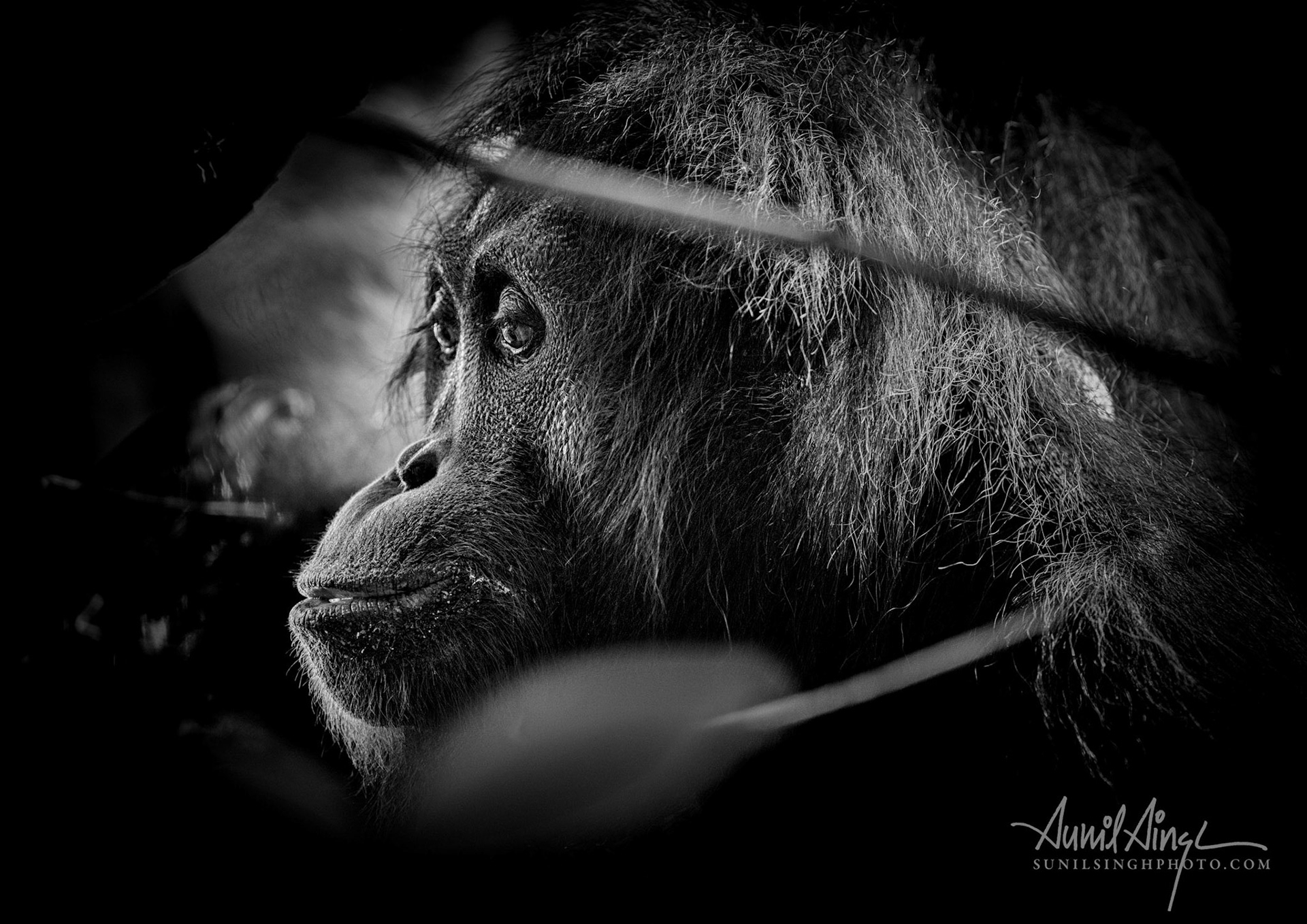 Orangutan, Tabin, Borneo, Malaysia