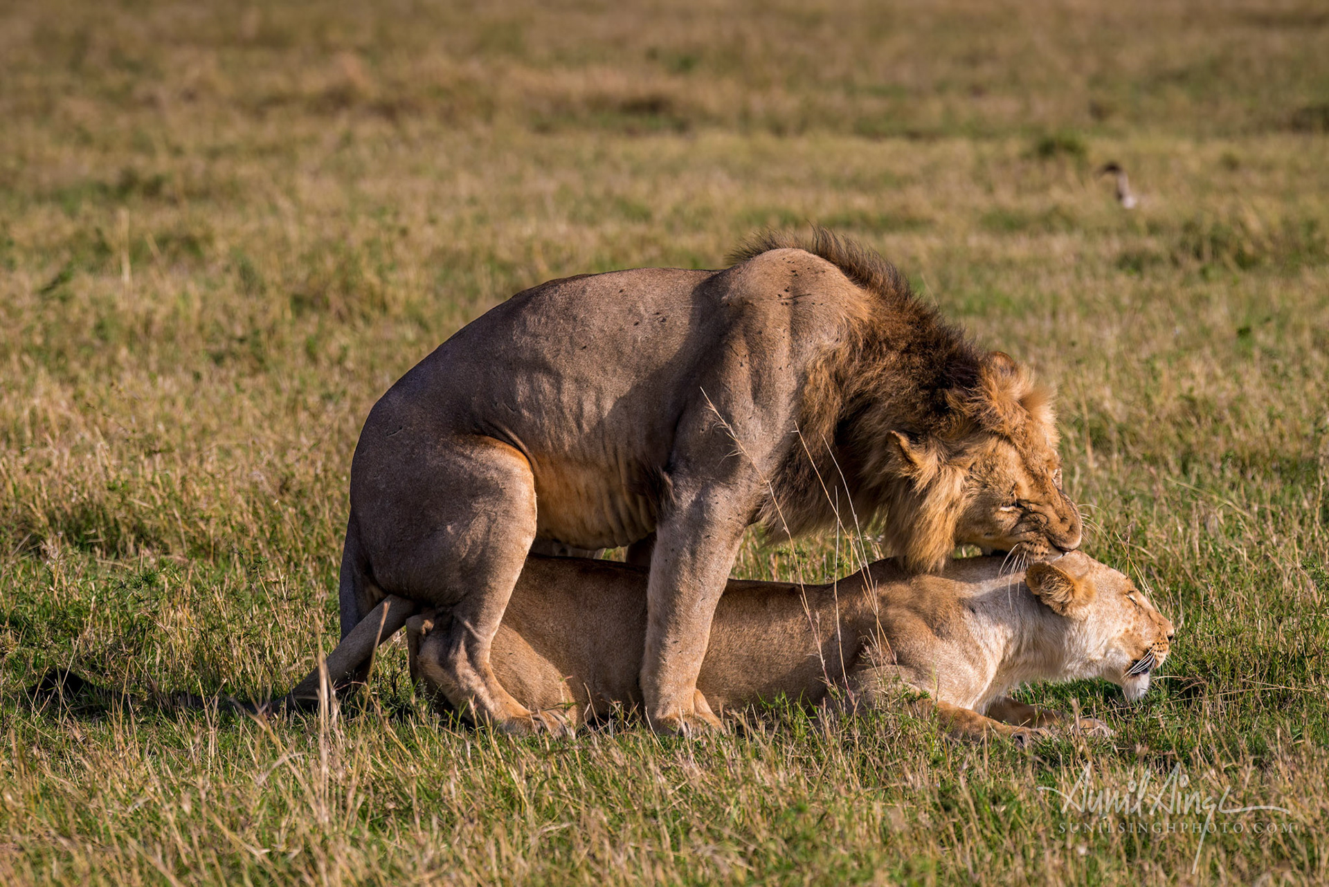 Lions - Honeymoon couple - Monikos pride, Olare Motorogi Conservancy, Kenya