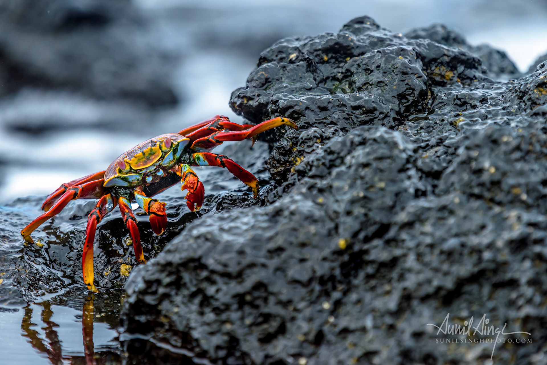 Sally lightfoot crab