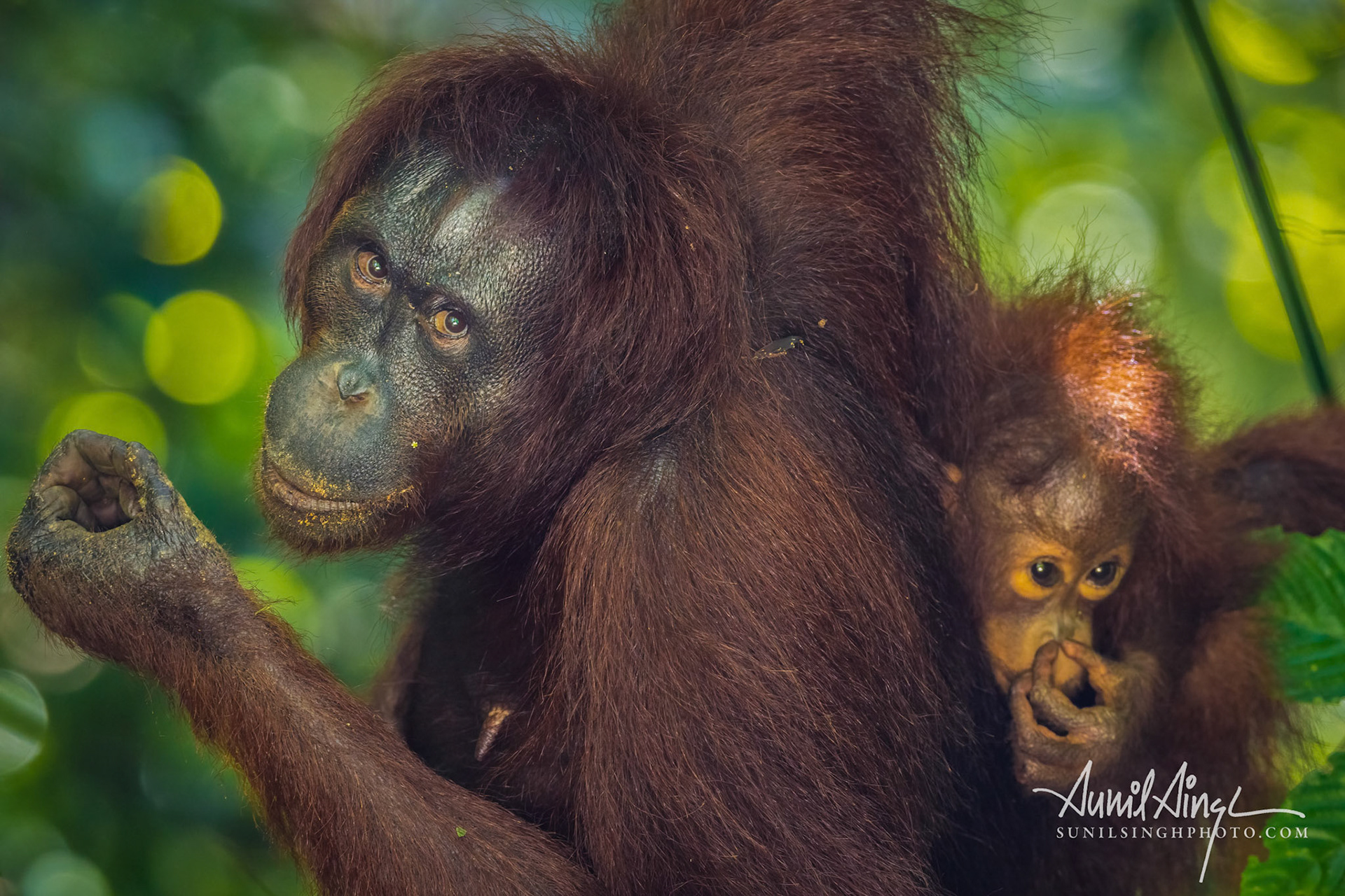 Orangutan, Tabin, Borneo, Malaysia