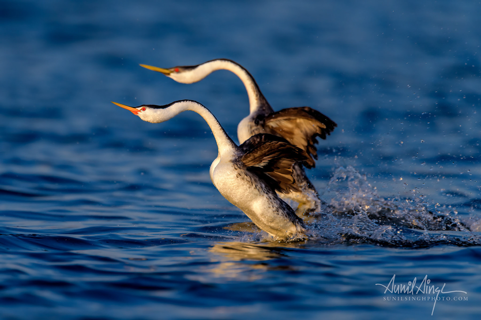 Clark's and western grebe rushing, Clear Lake, CA, USA