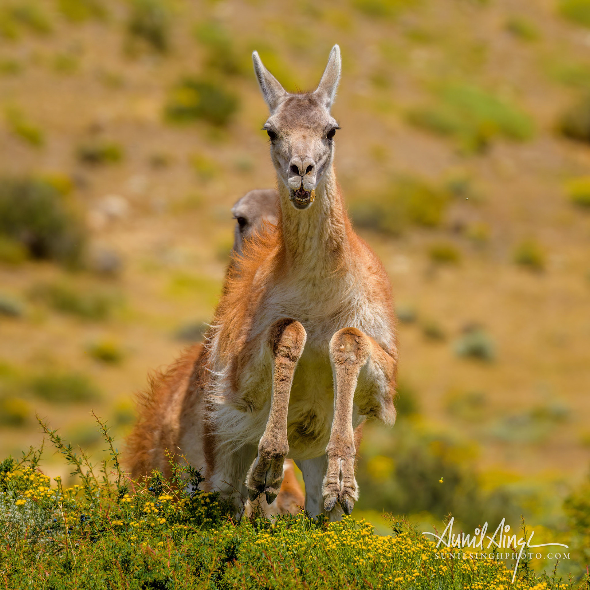 Guanaco, Torres del Paine National Park, Patagonia, Chile