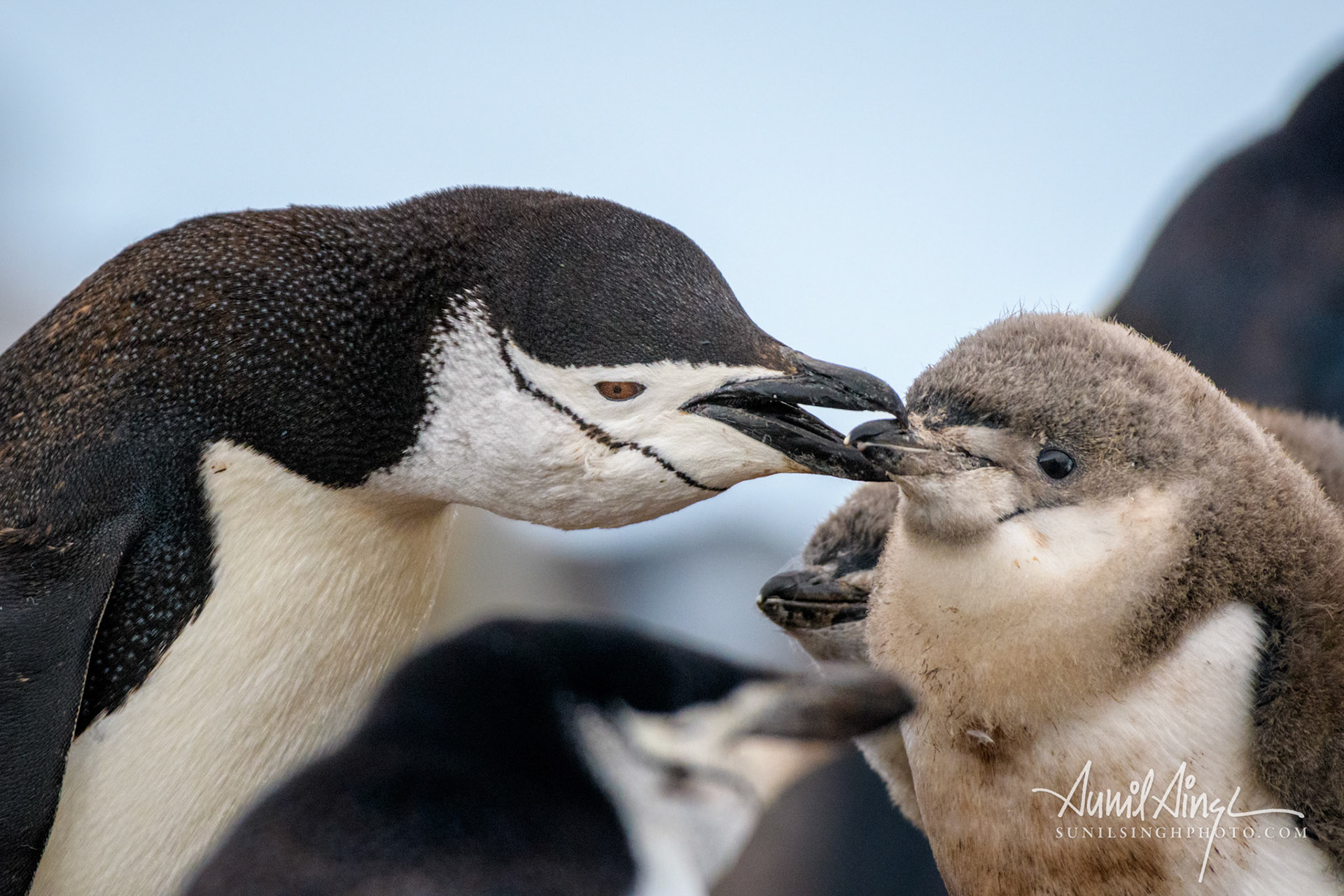 Chinstrap penguin (Pygoscelis antarcticus), Half Moon Island, Antarctica