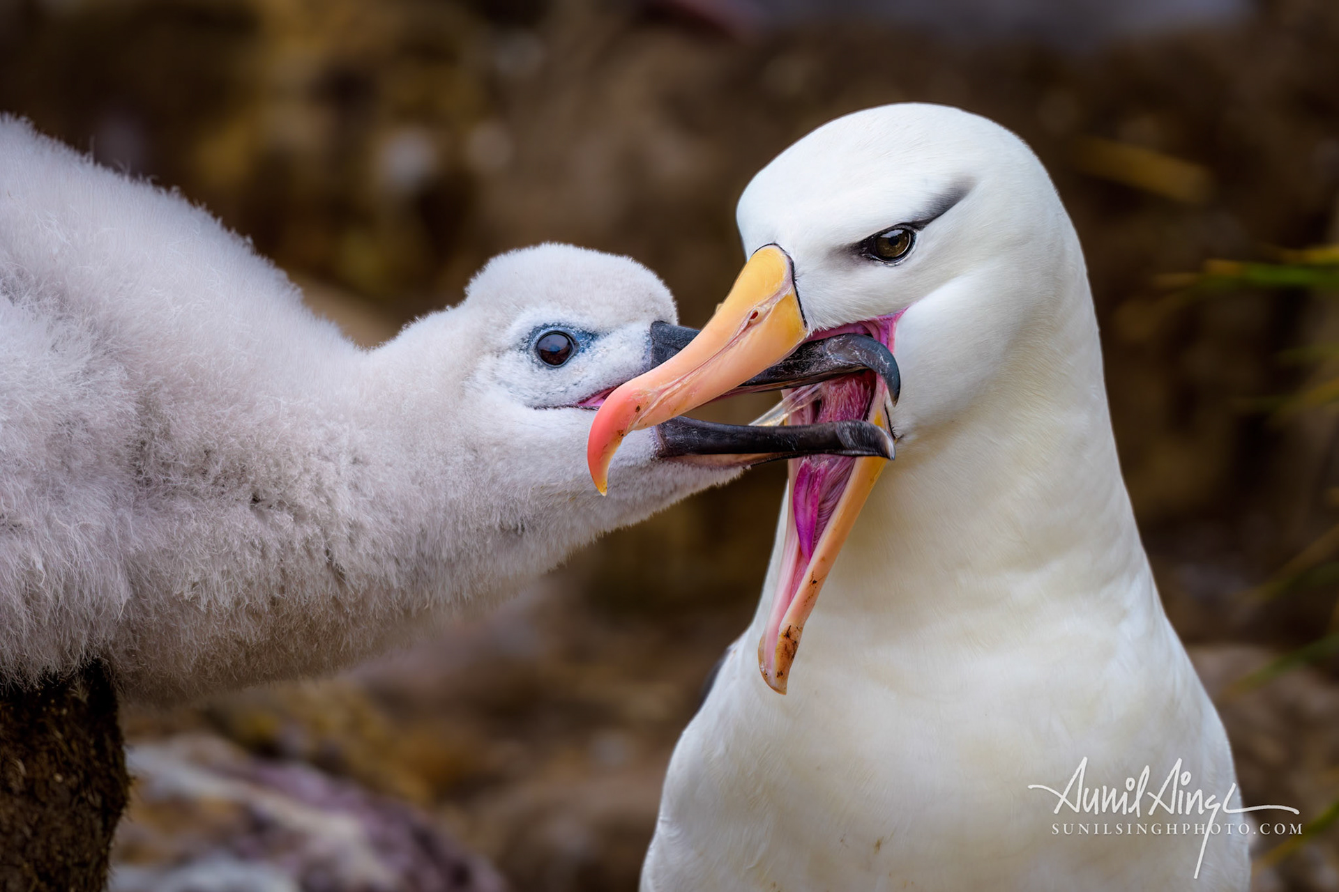 Black-browed albatross (Thalassarche melanophris) feeding her chick, West Point Island, Falkland Island