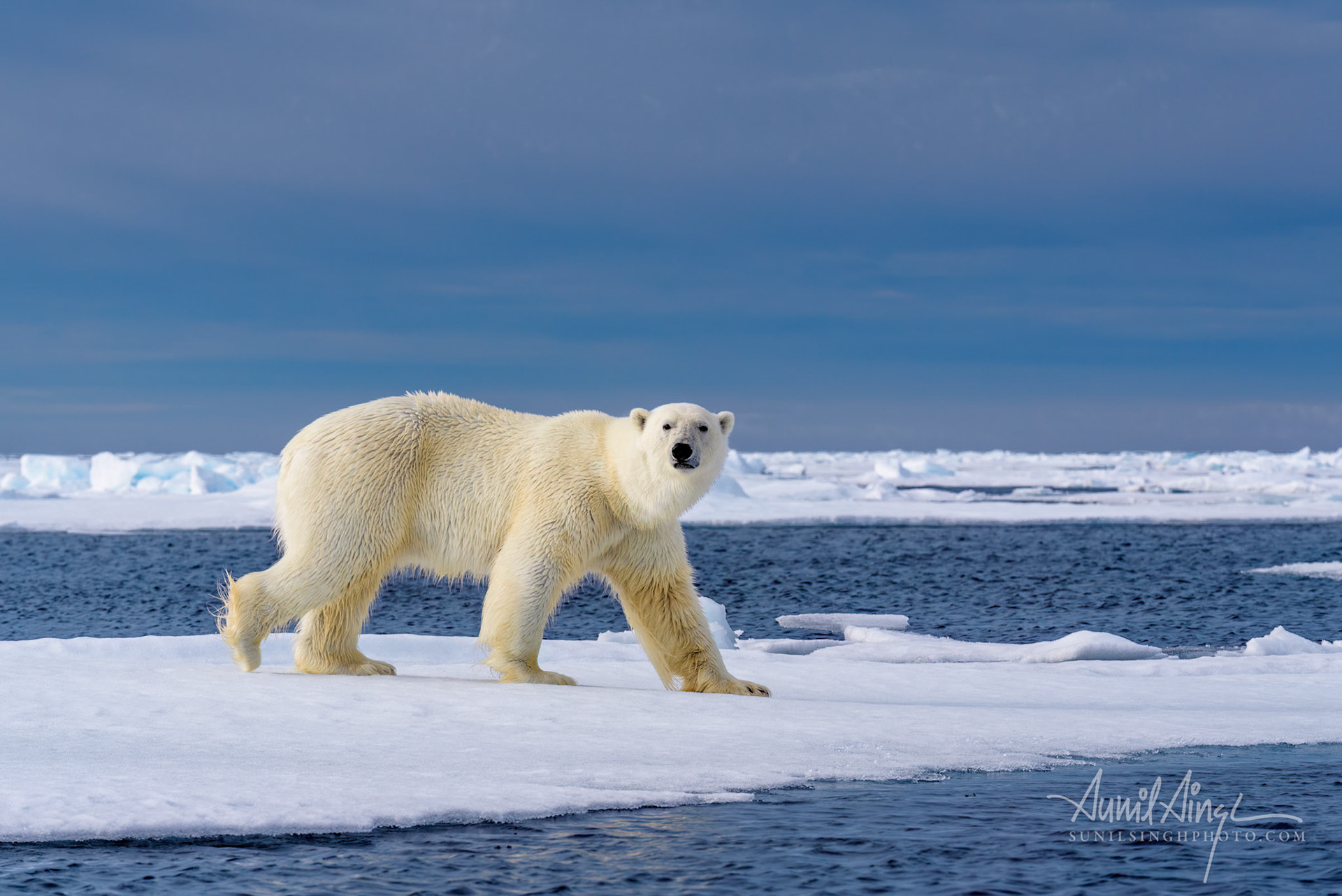 Polar Bear, Svalbard, Norway