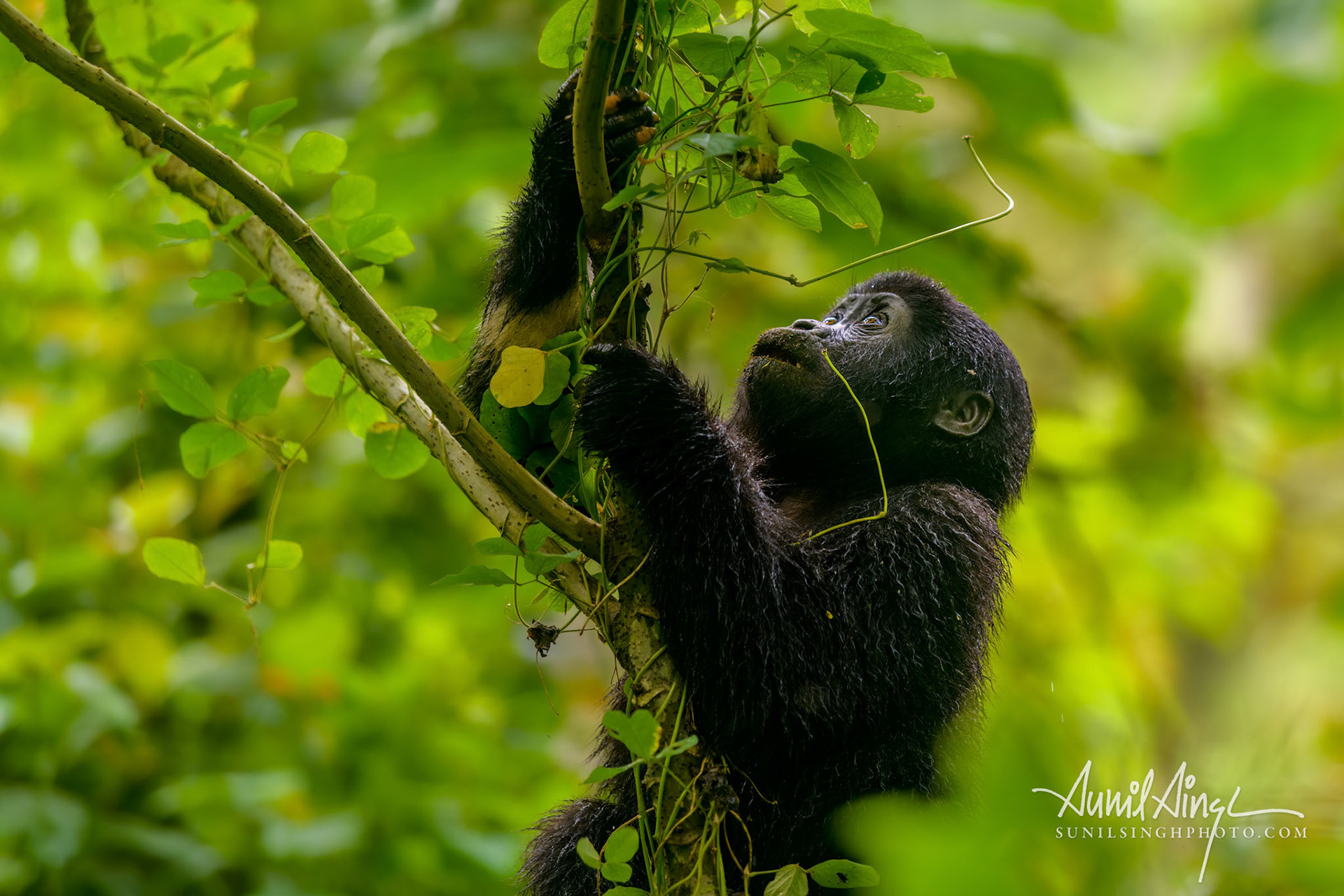 Mountain gorilla, juvenile, Bwindi Impenetrable National Park, Uganda