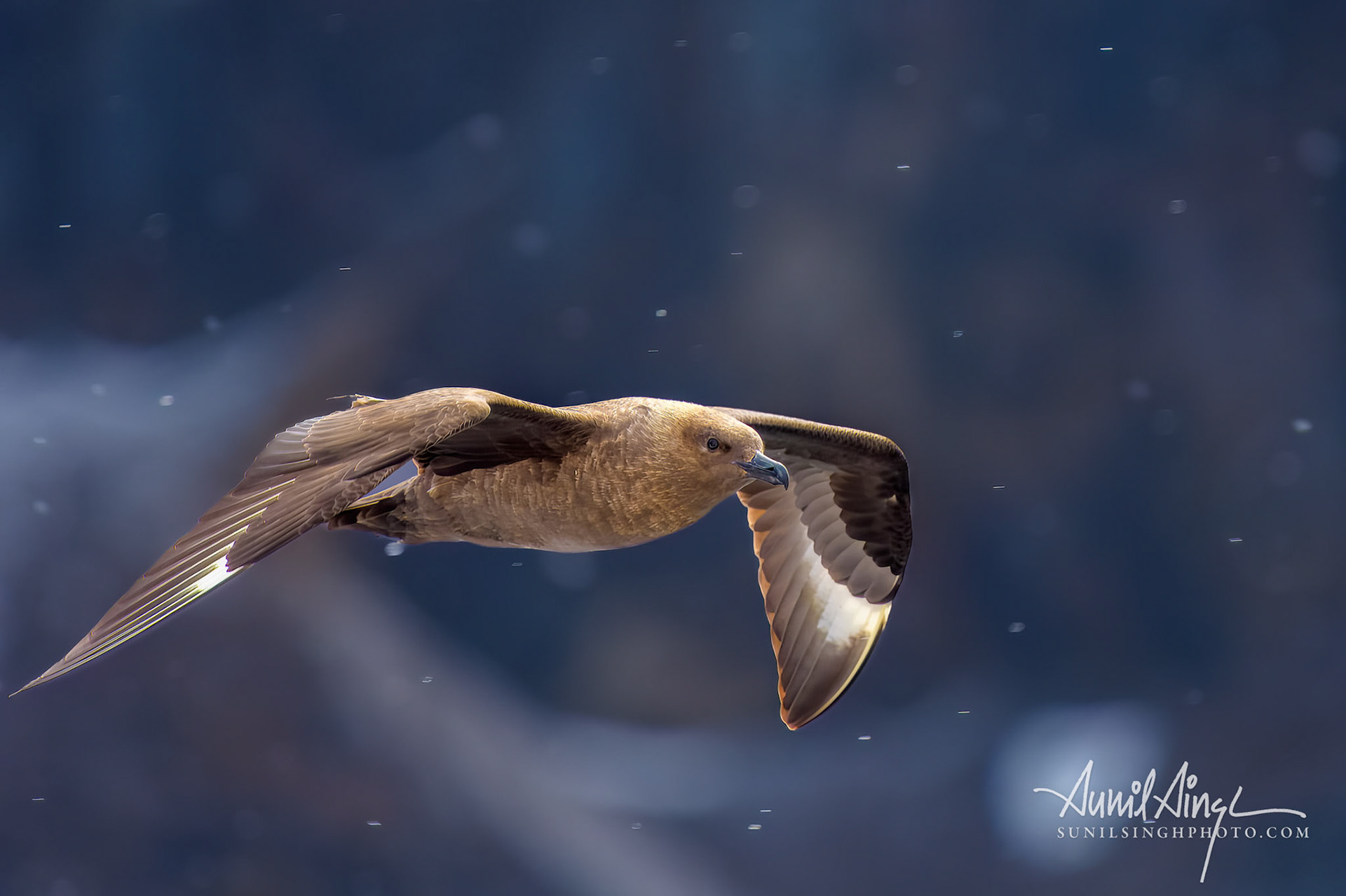 South polar skua (Stercorarius maccormicki), King George Island, Antarctica